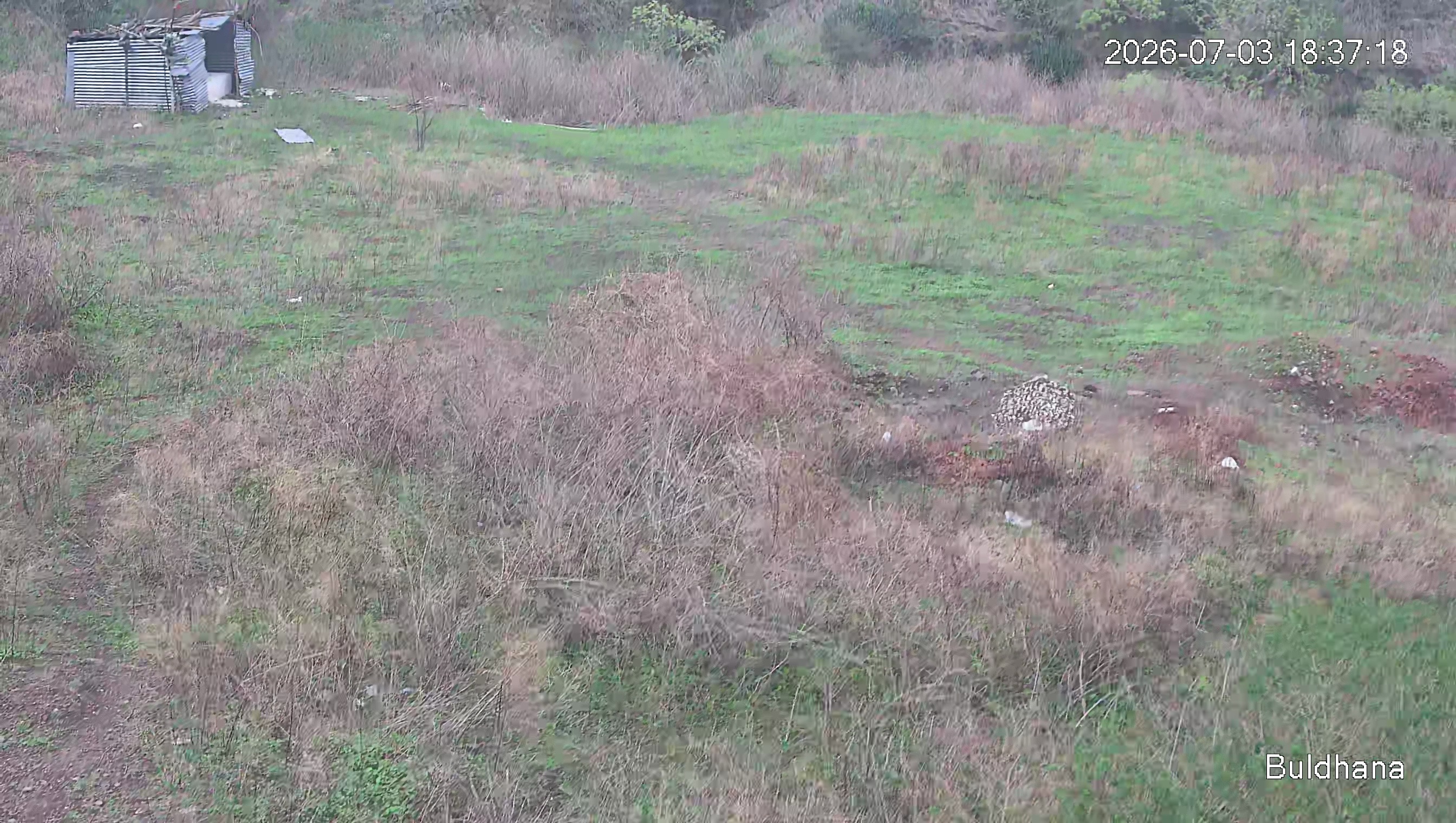 Leopard Image