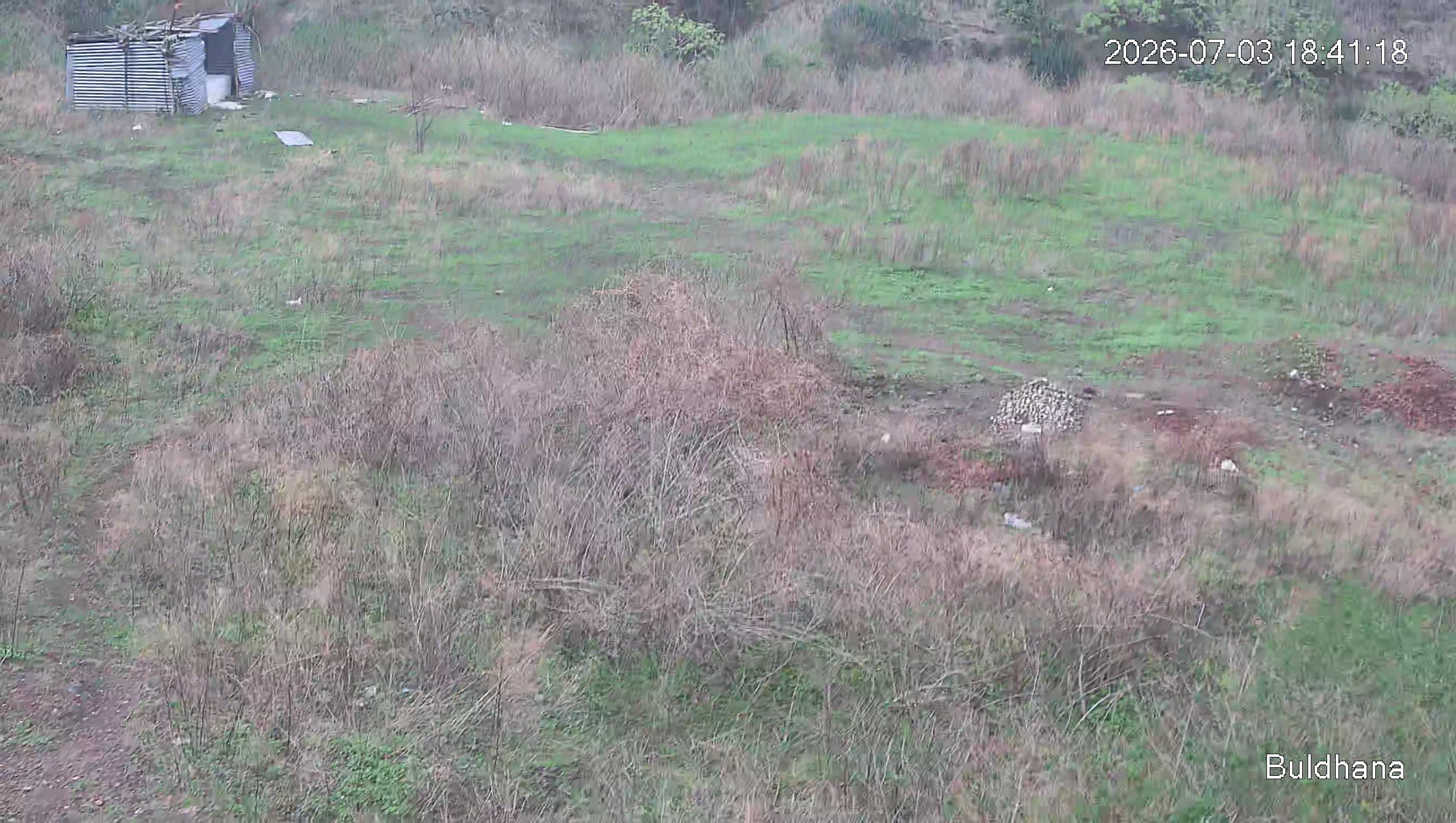 Leopard Image