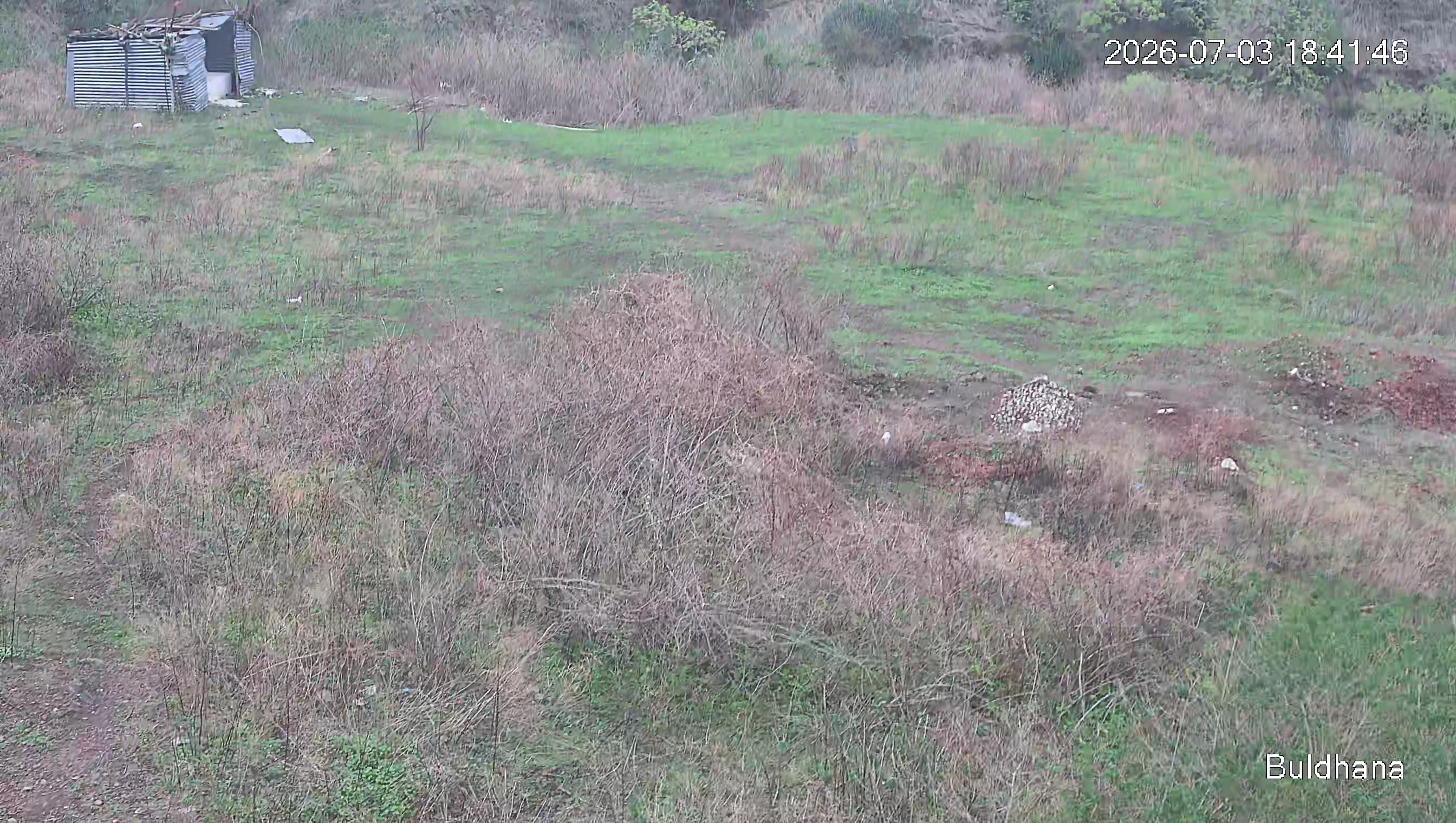 Leopard Image
