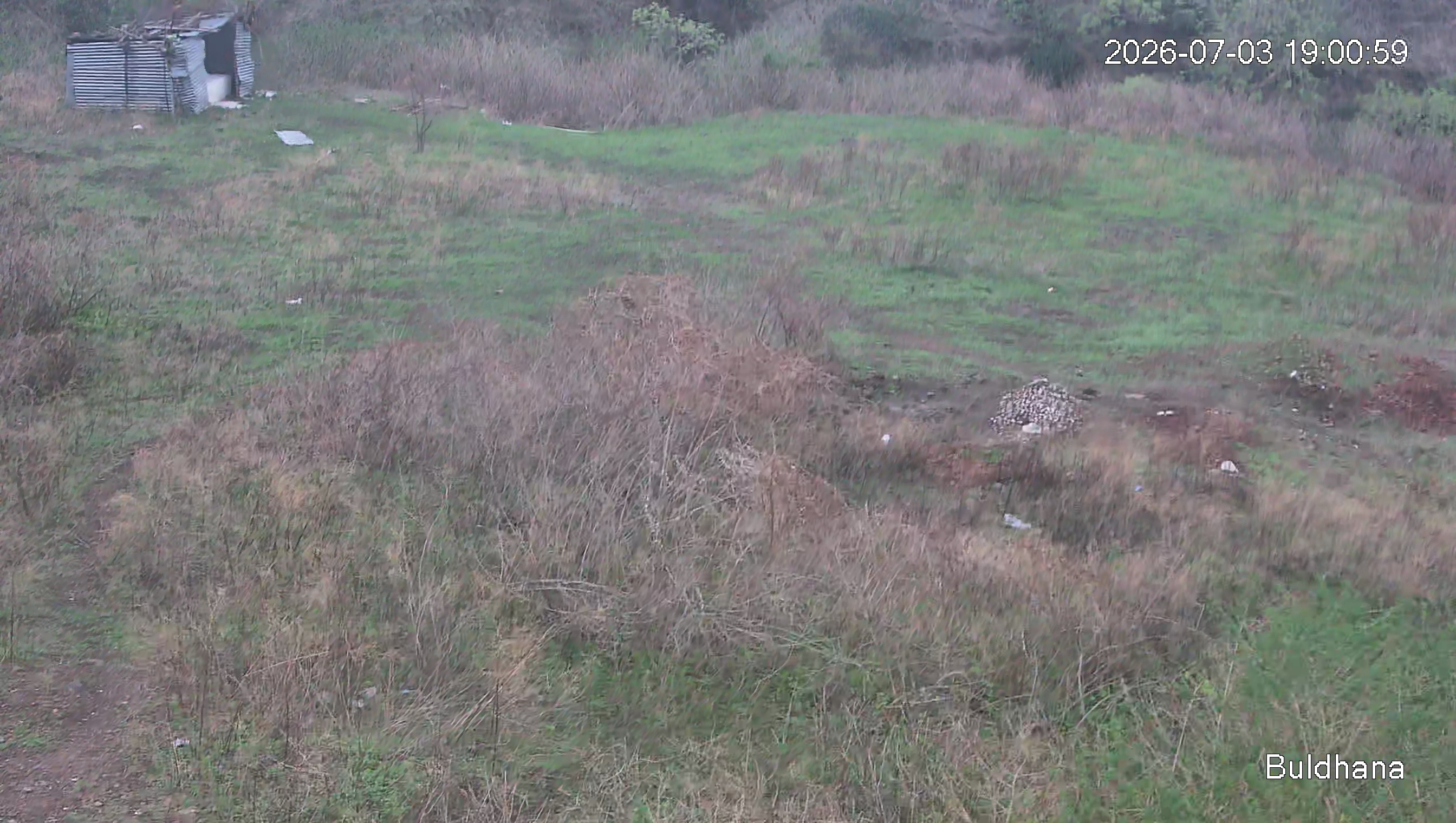 Leopard Image