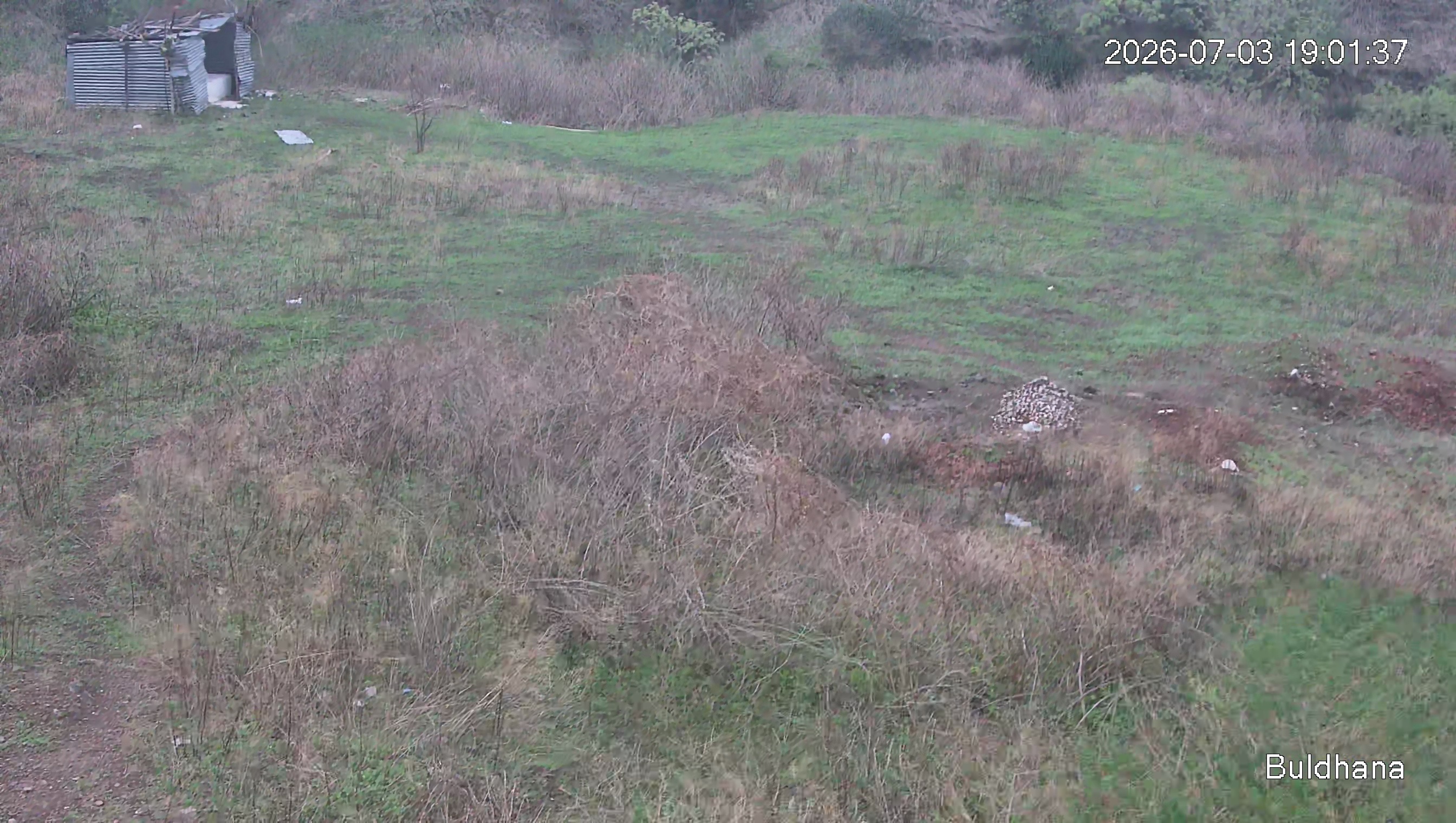 Leopard Image