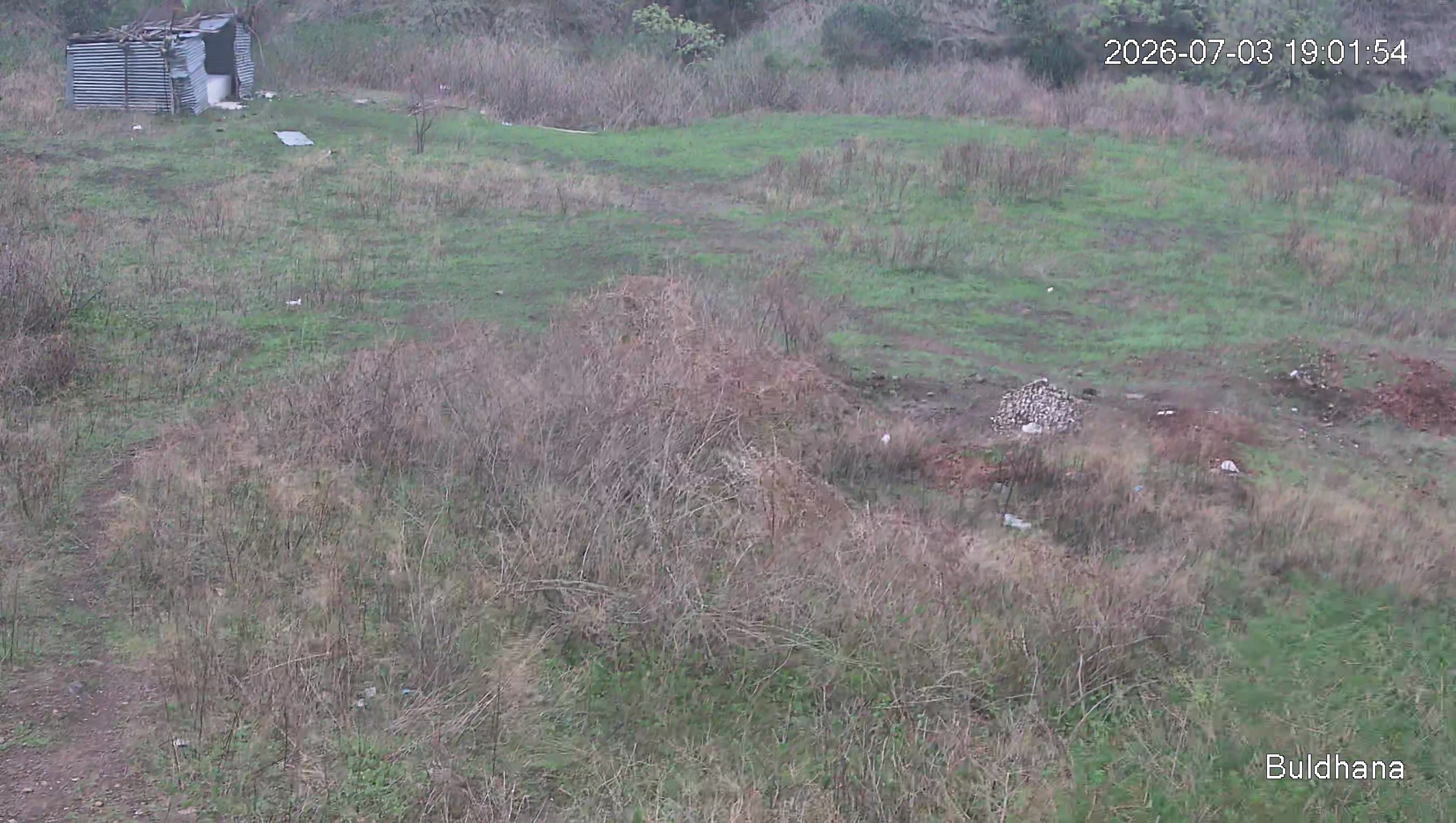 Leopard Image