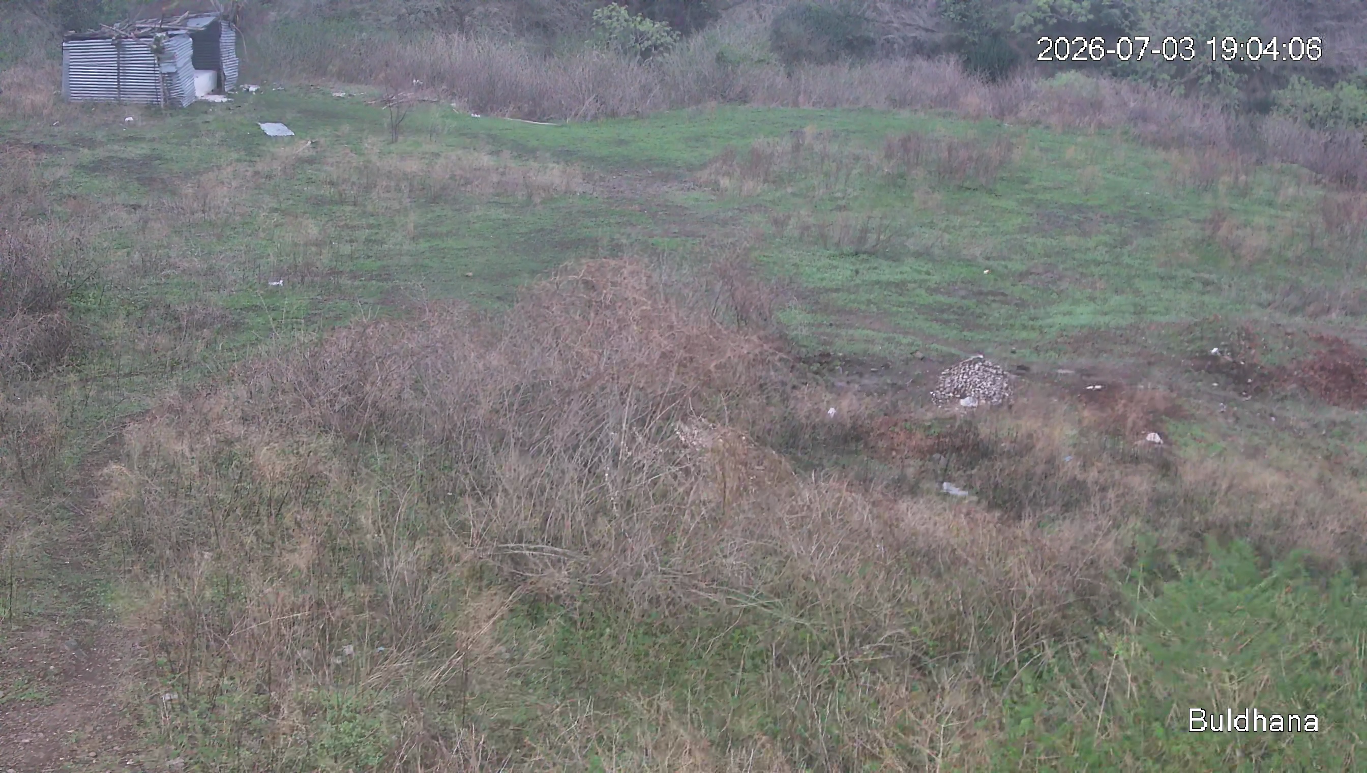Leopard Image