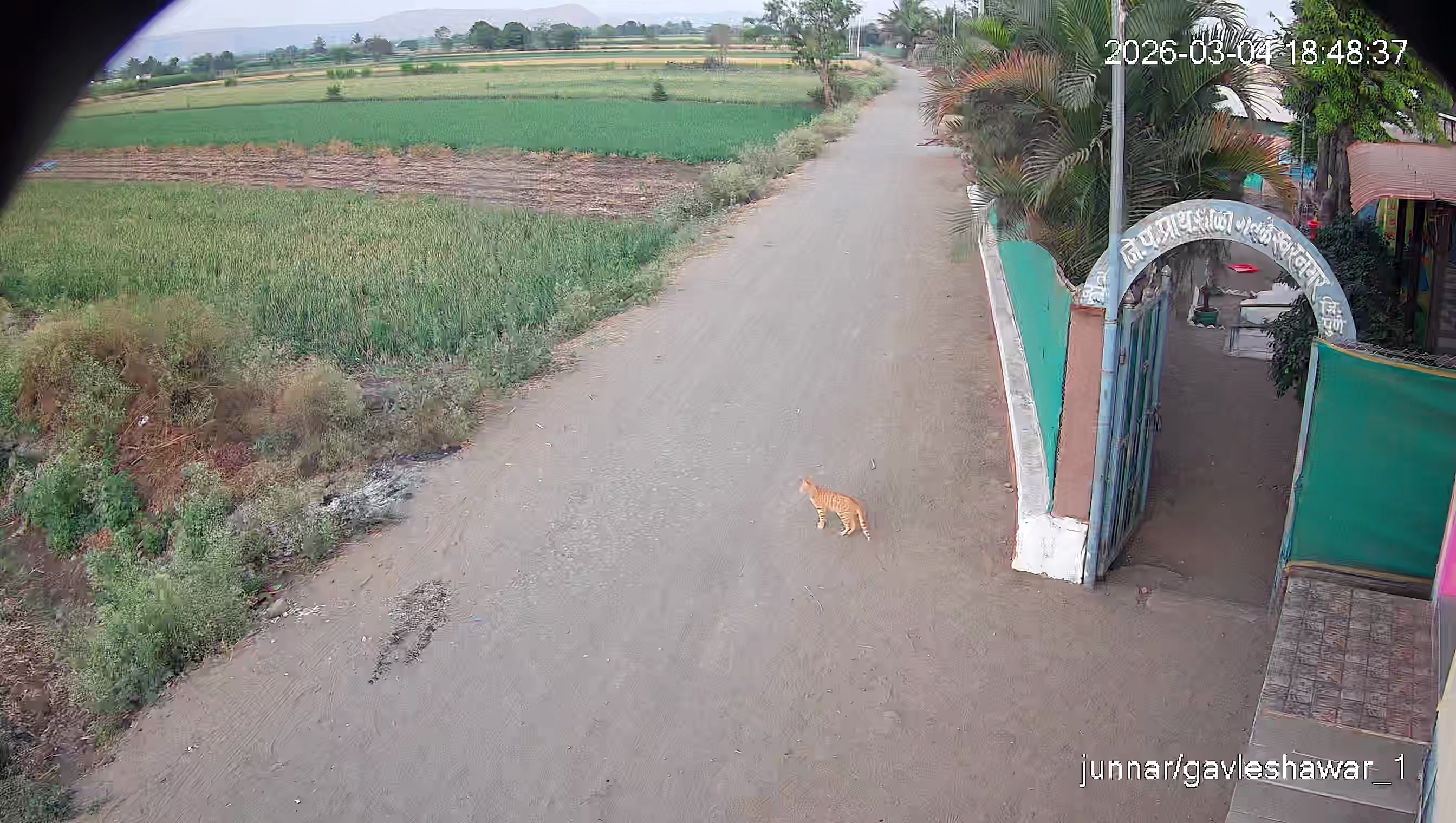 Leopard Image