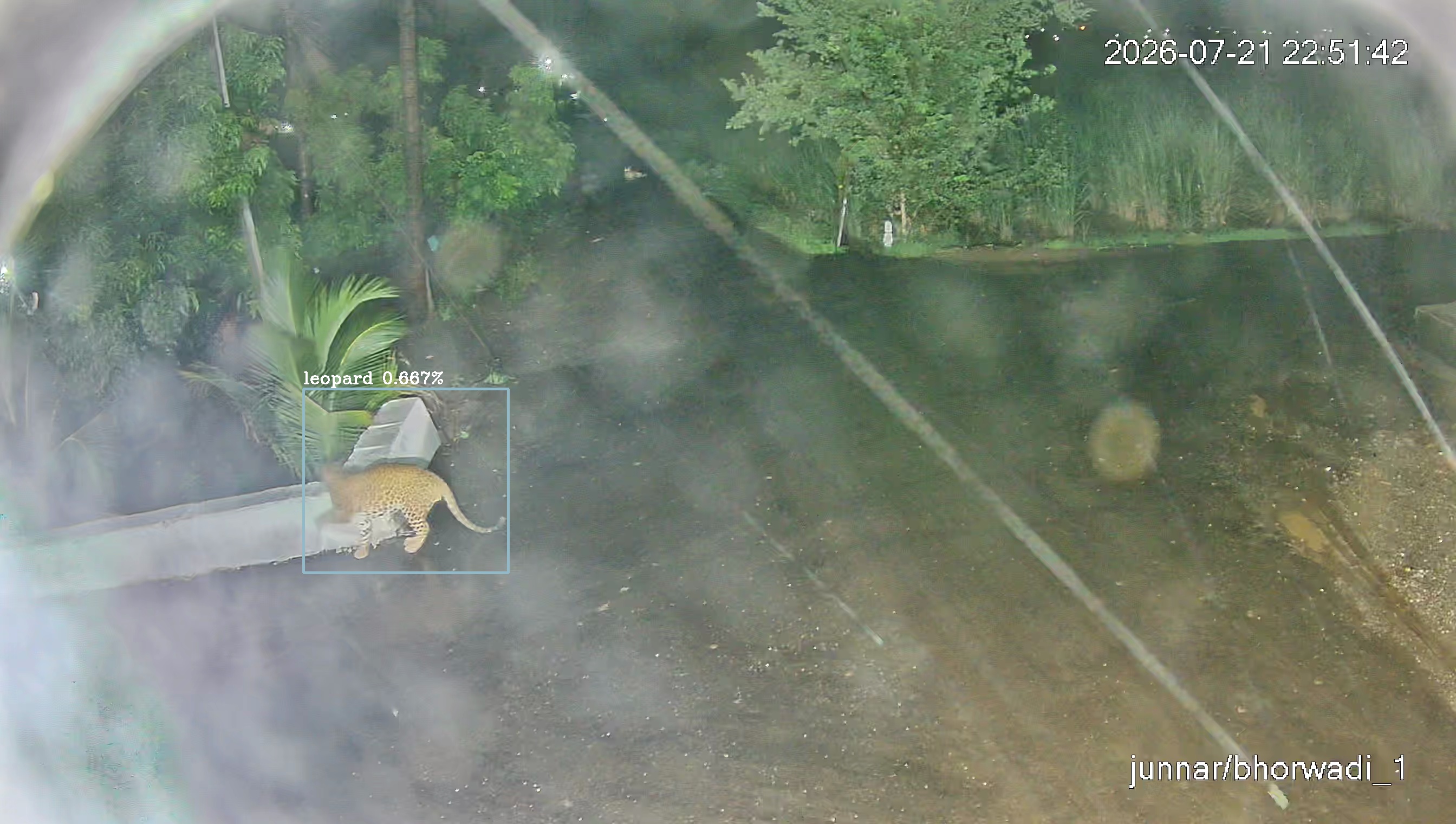 Leopard Image