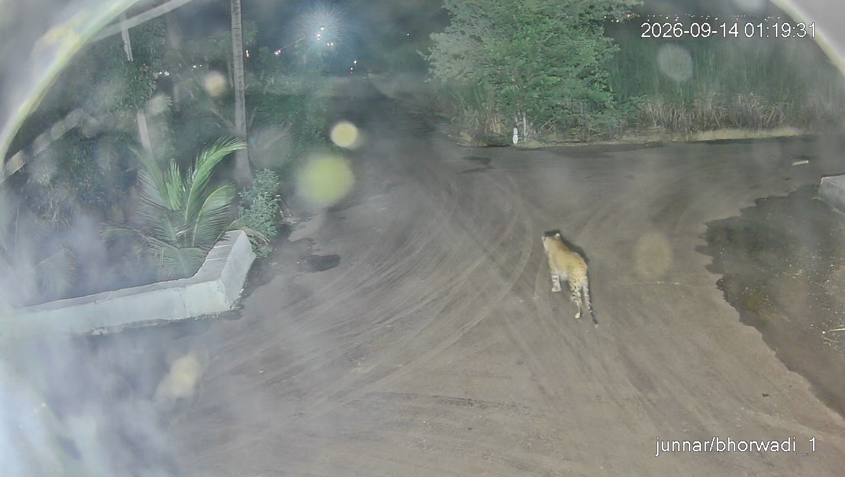 Leopard Image