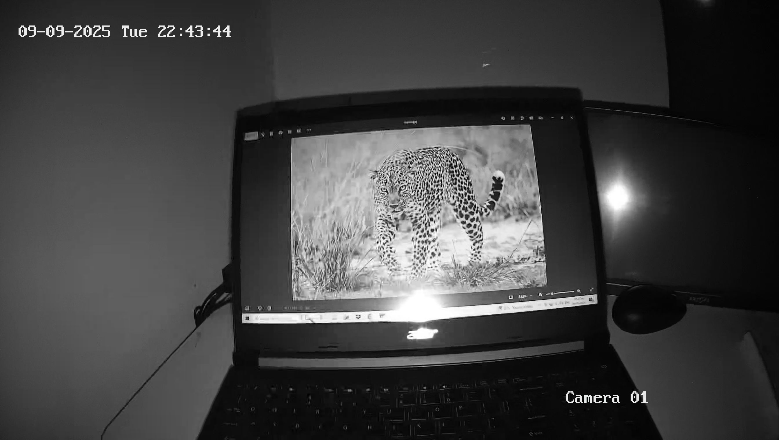 Leopard Image