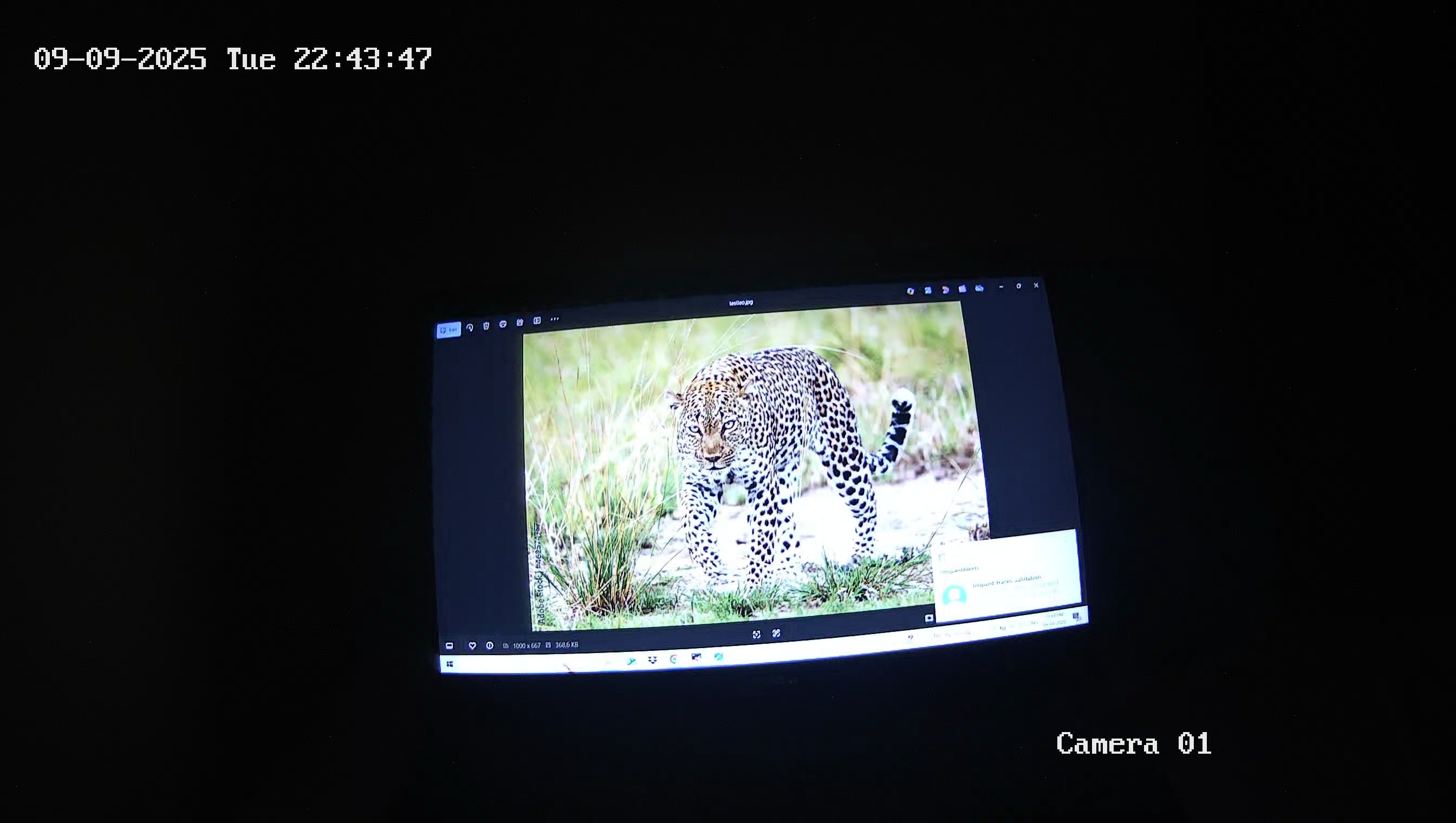 Leopard Image