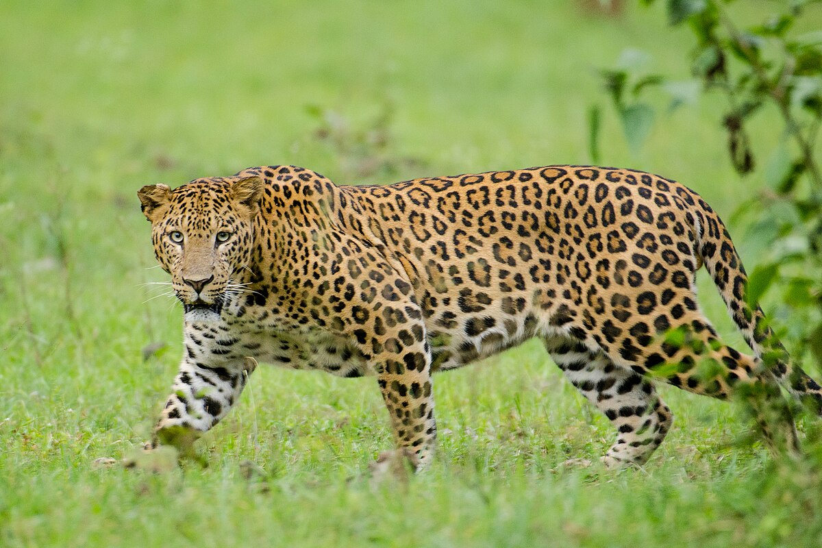 Leopard Image