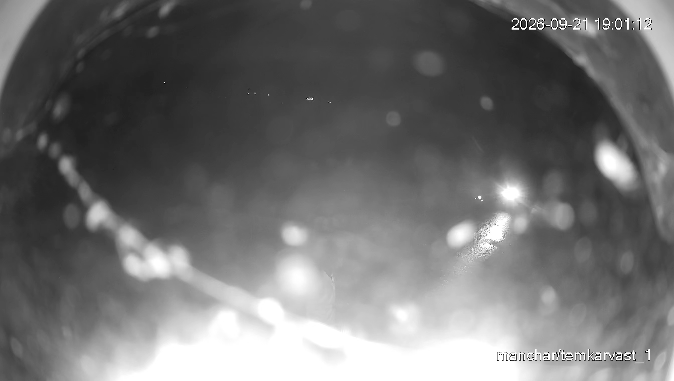 Leopard Image