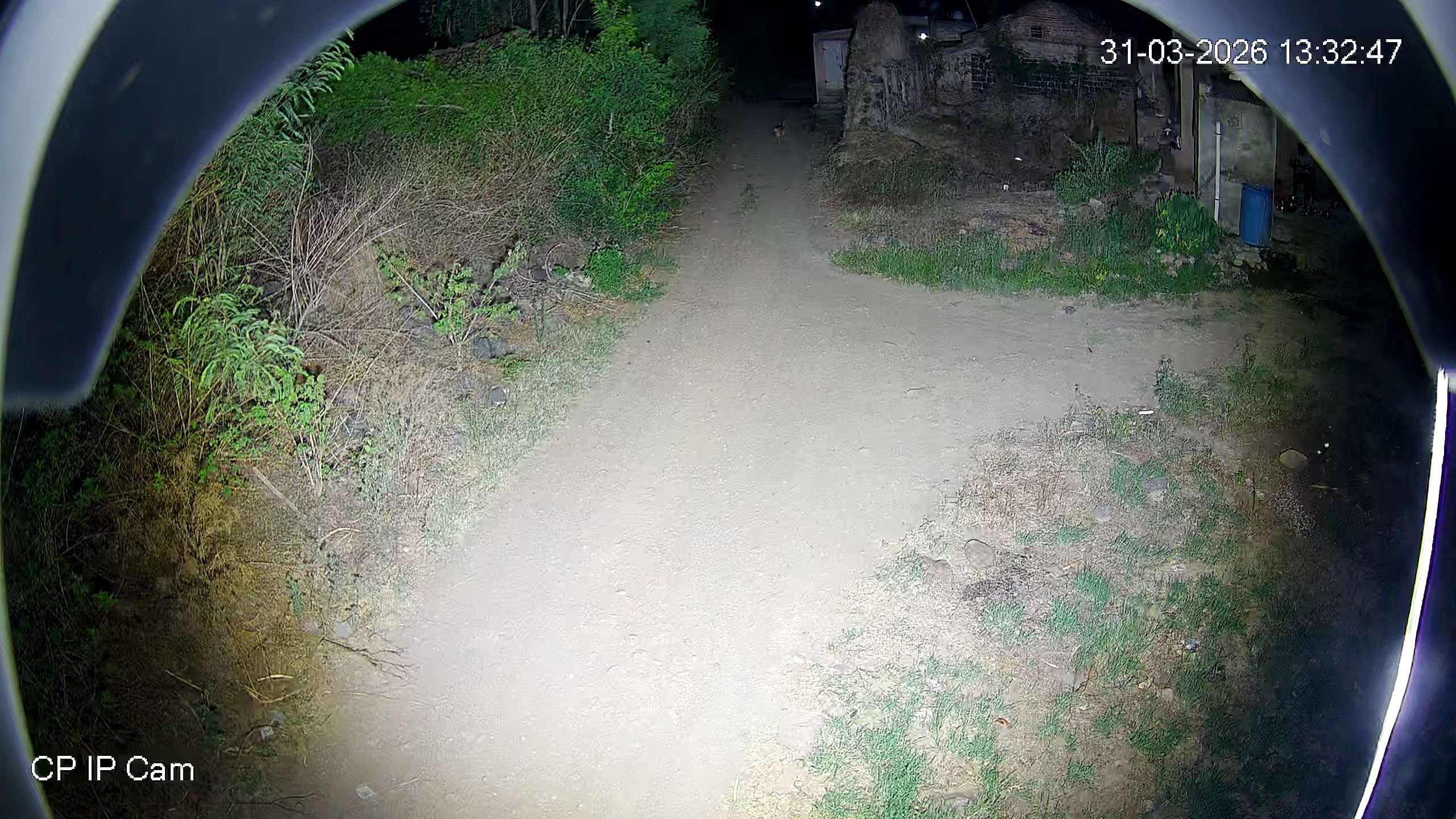 Leopard Image
