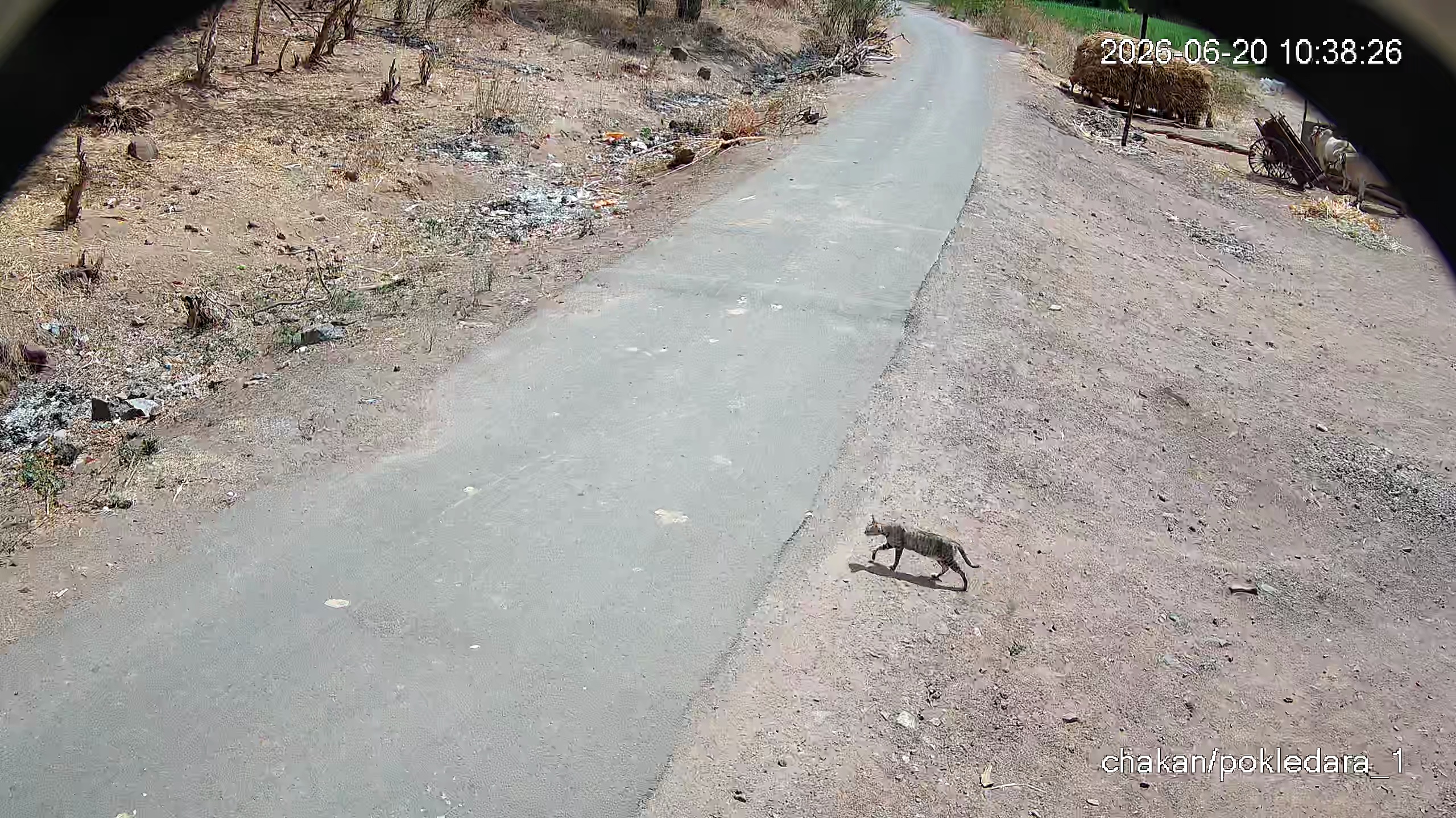 Leopard Image
