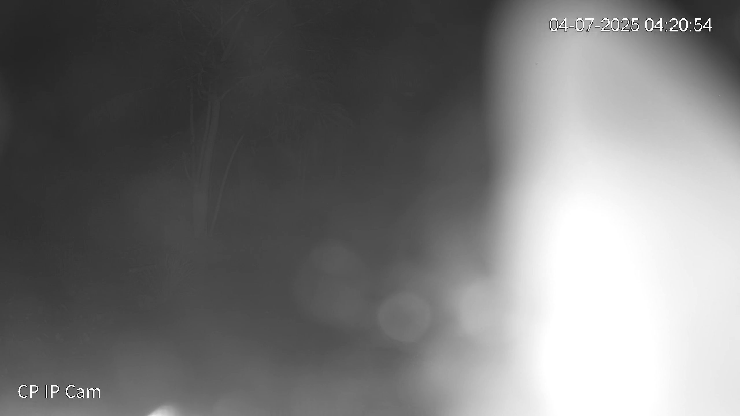 Leopard Image