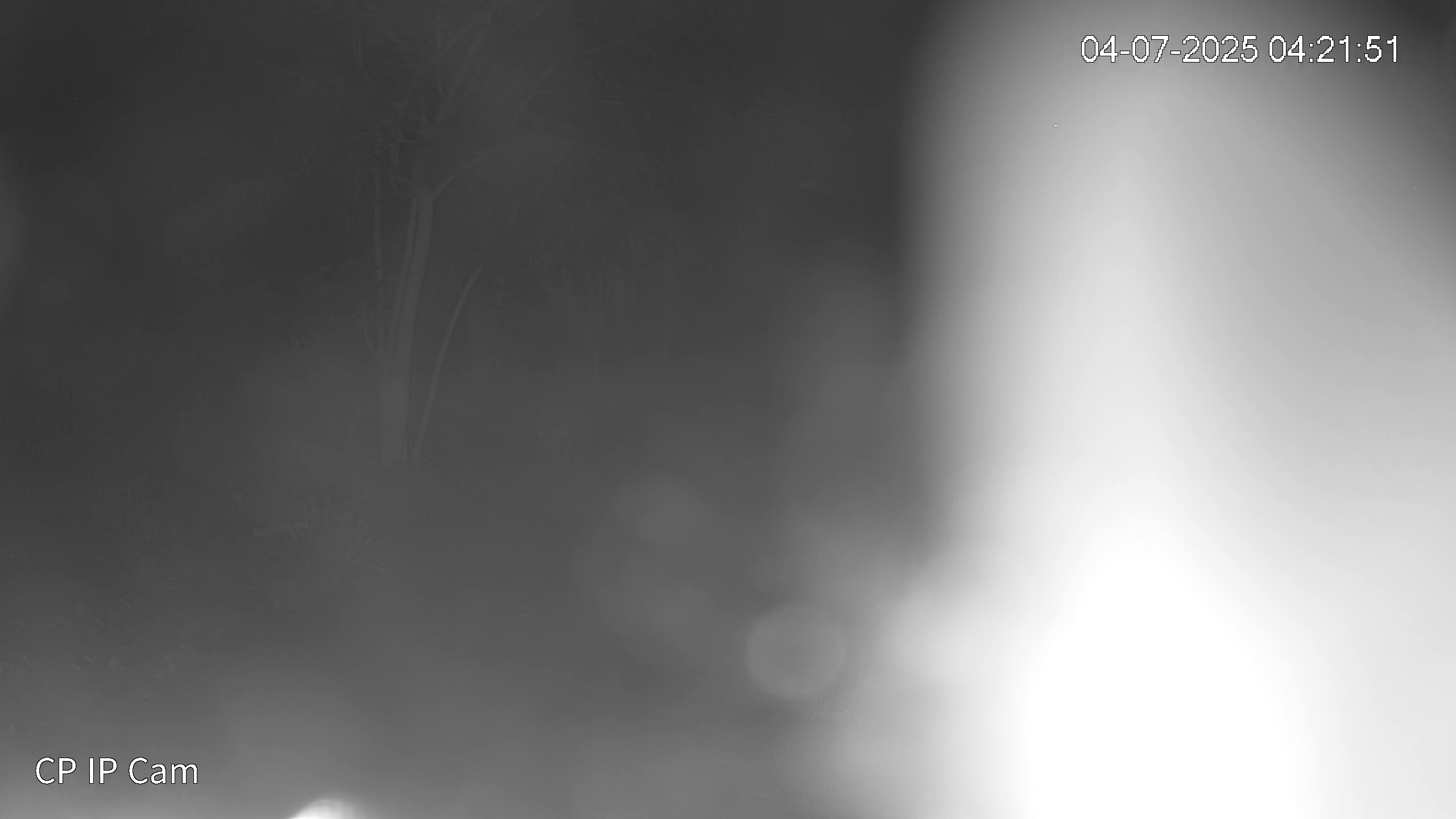 Leopard Image