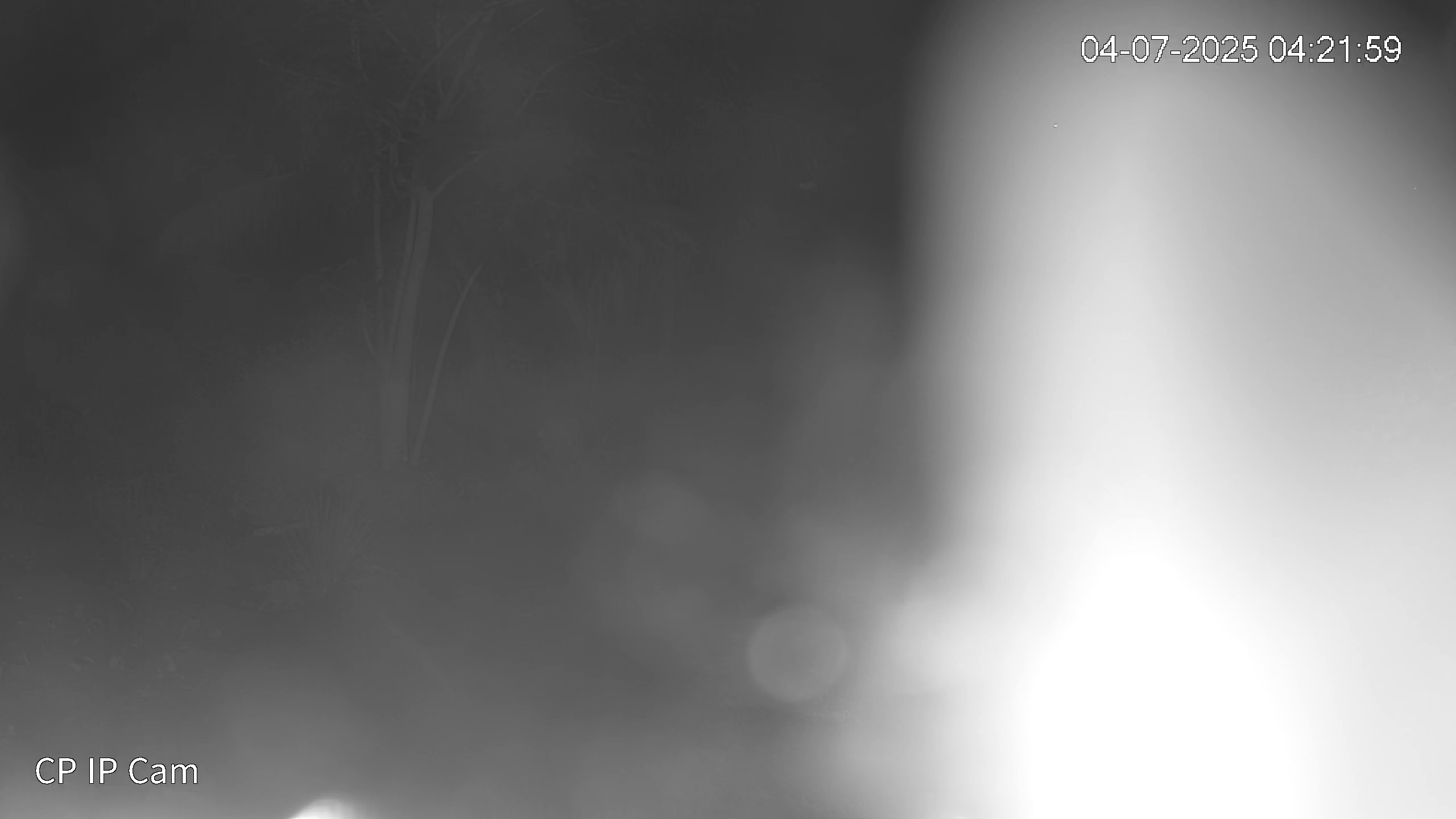 Leopard Image