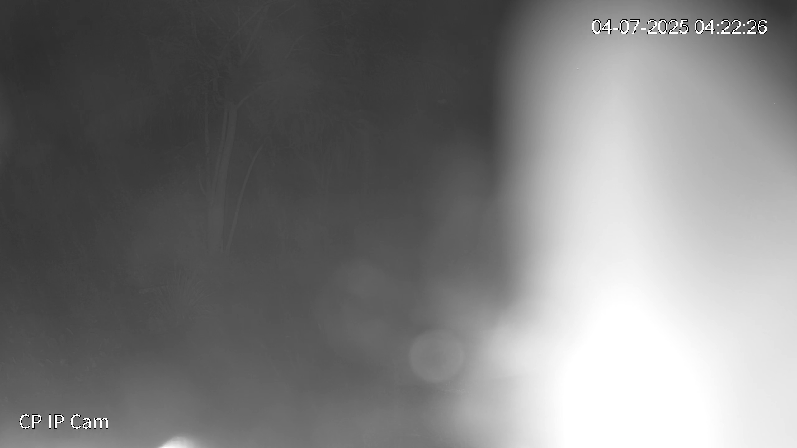 Leopard Image