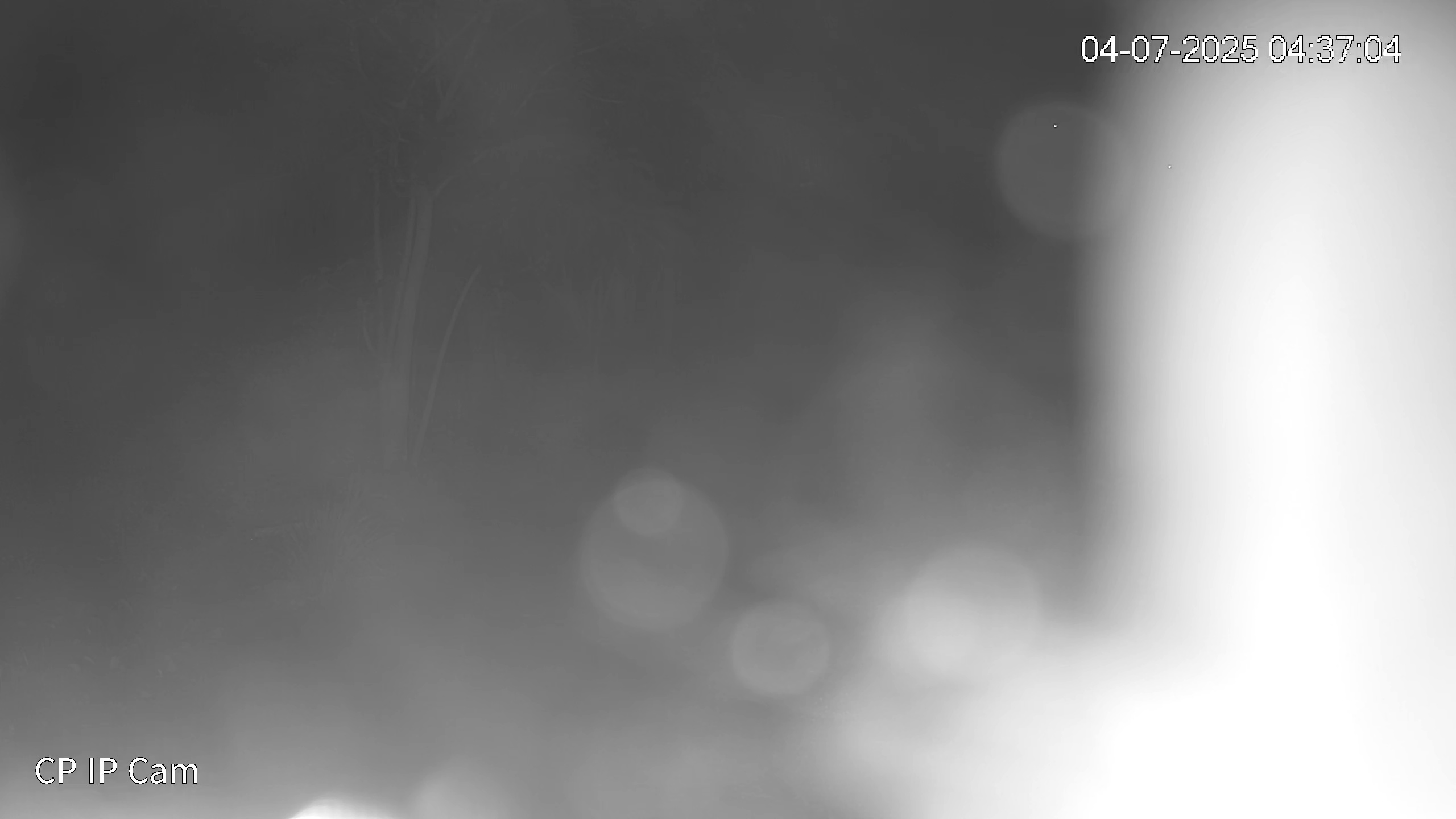 Leopard Image