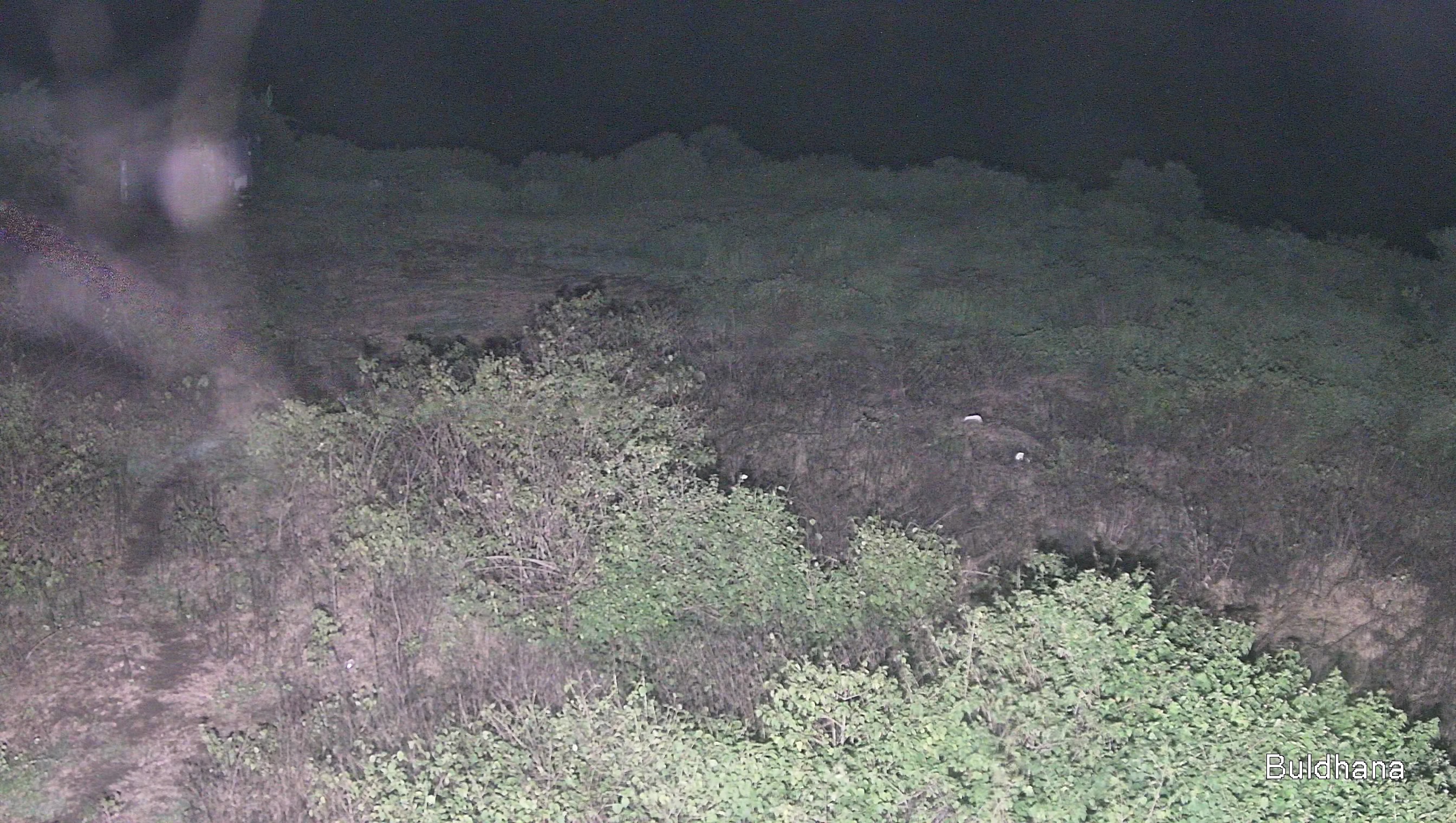 Leopard Image