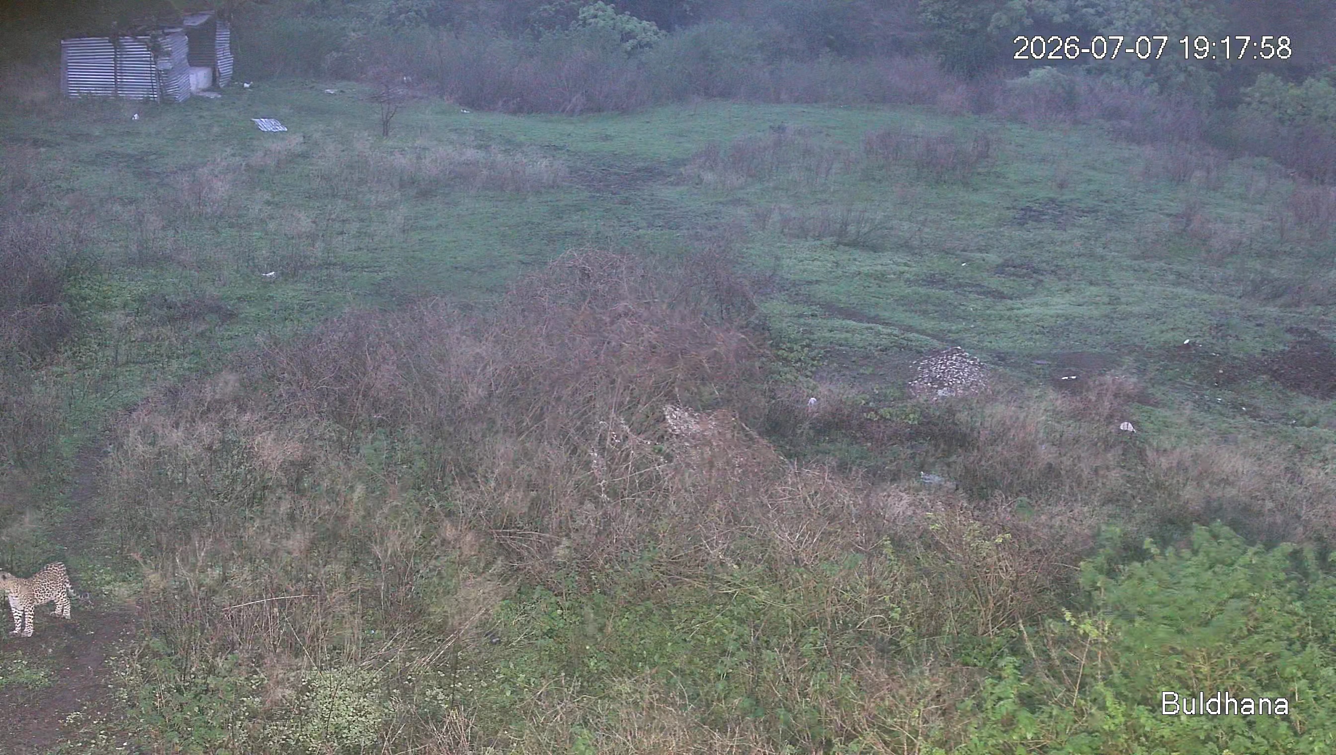 Leopard Image