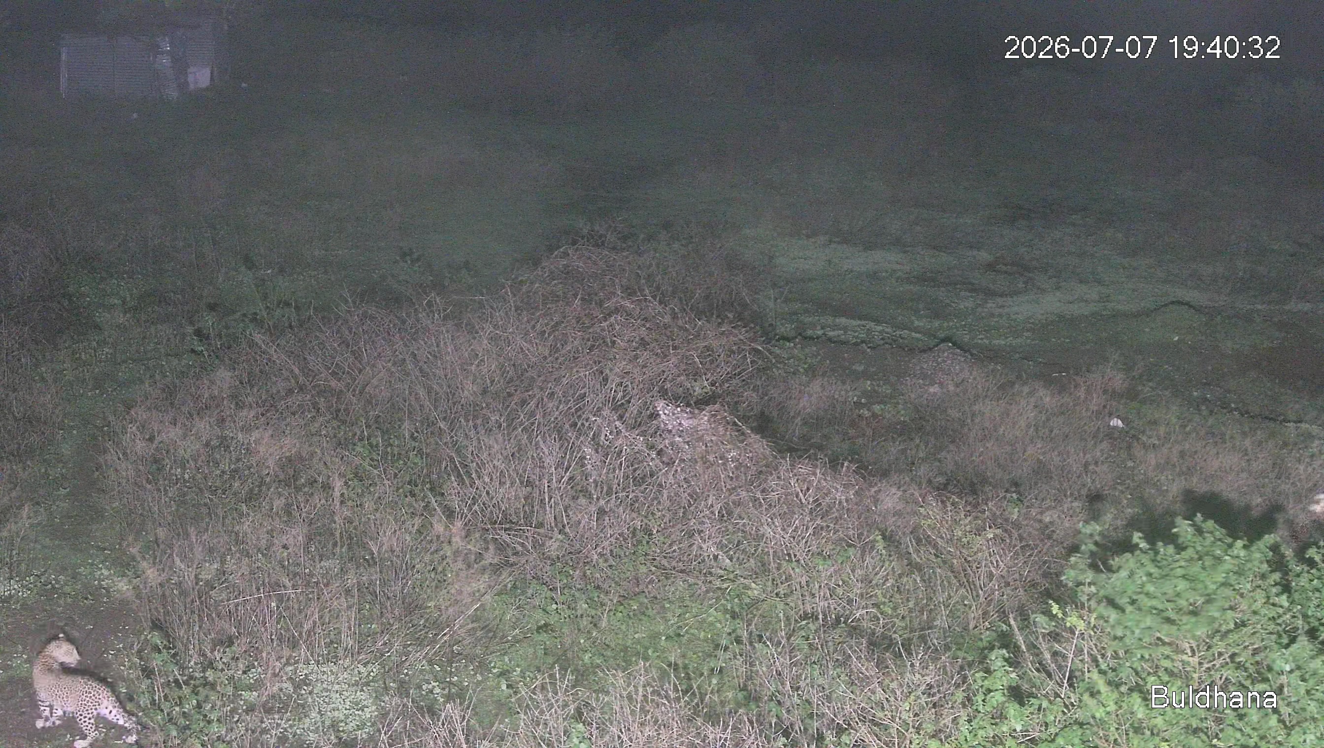 Leopard Image