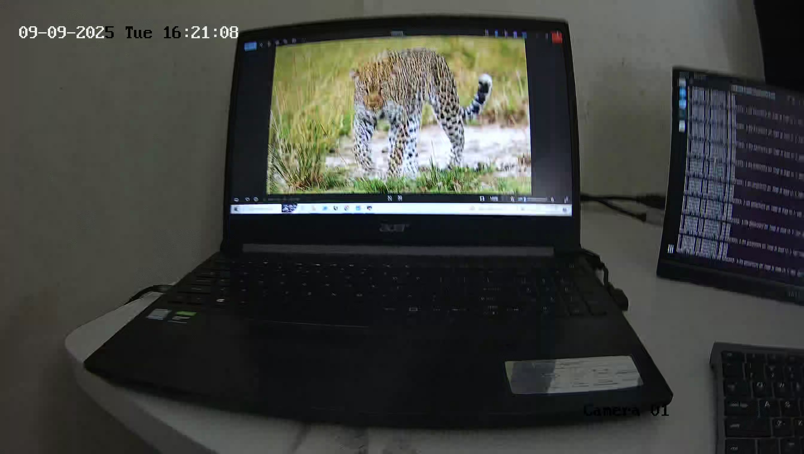 Leopard Image