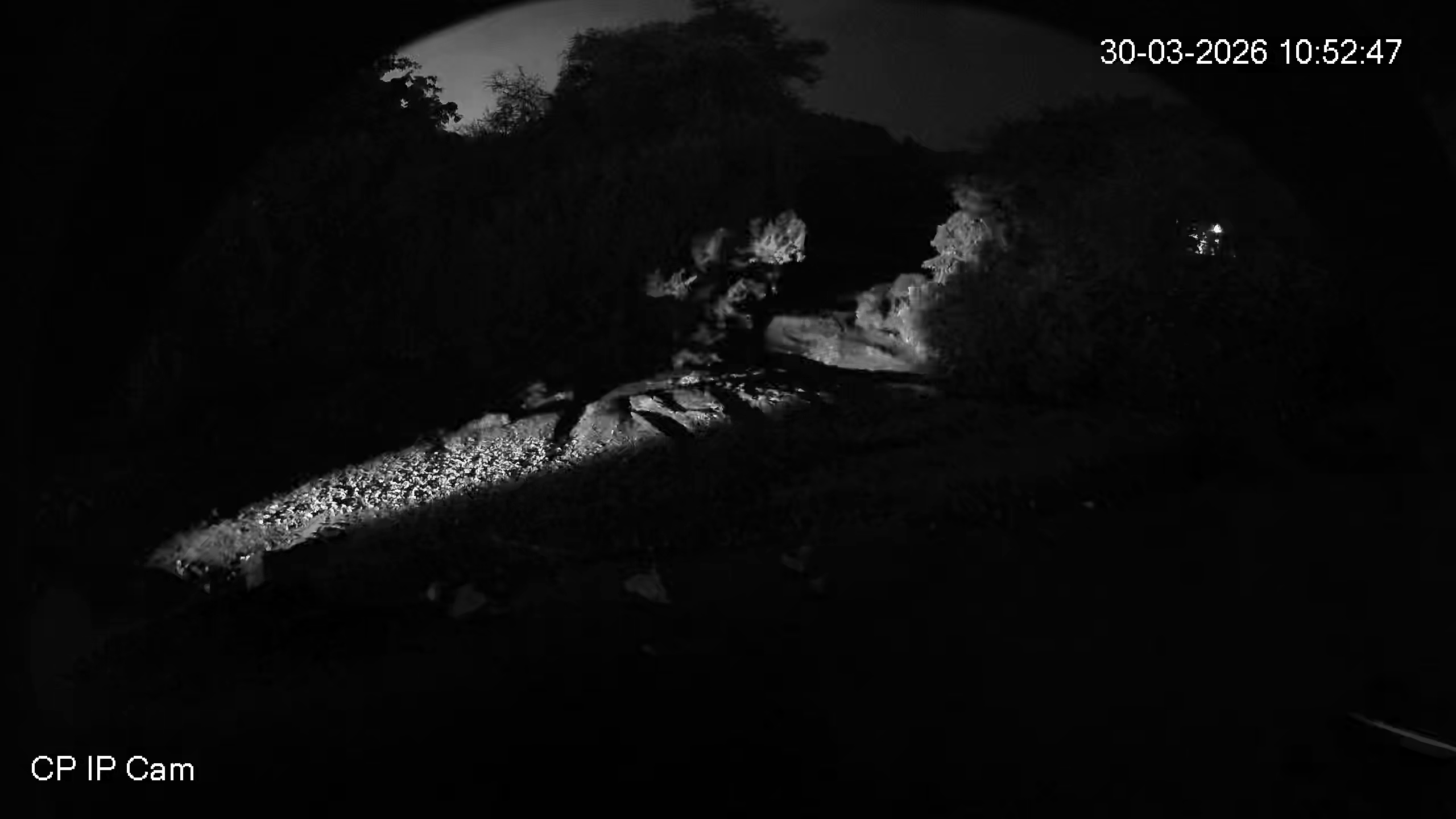Leopard Image