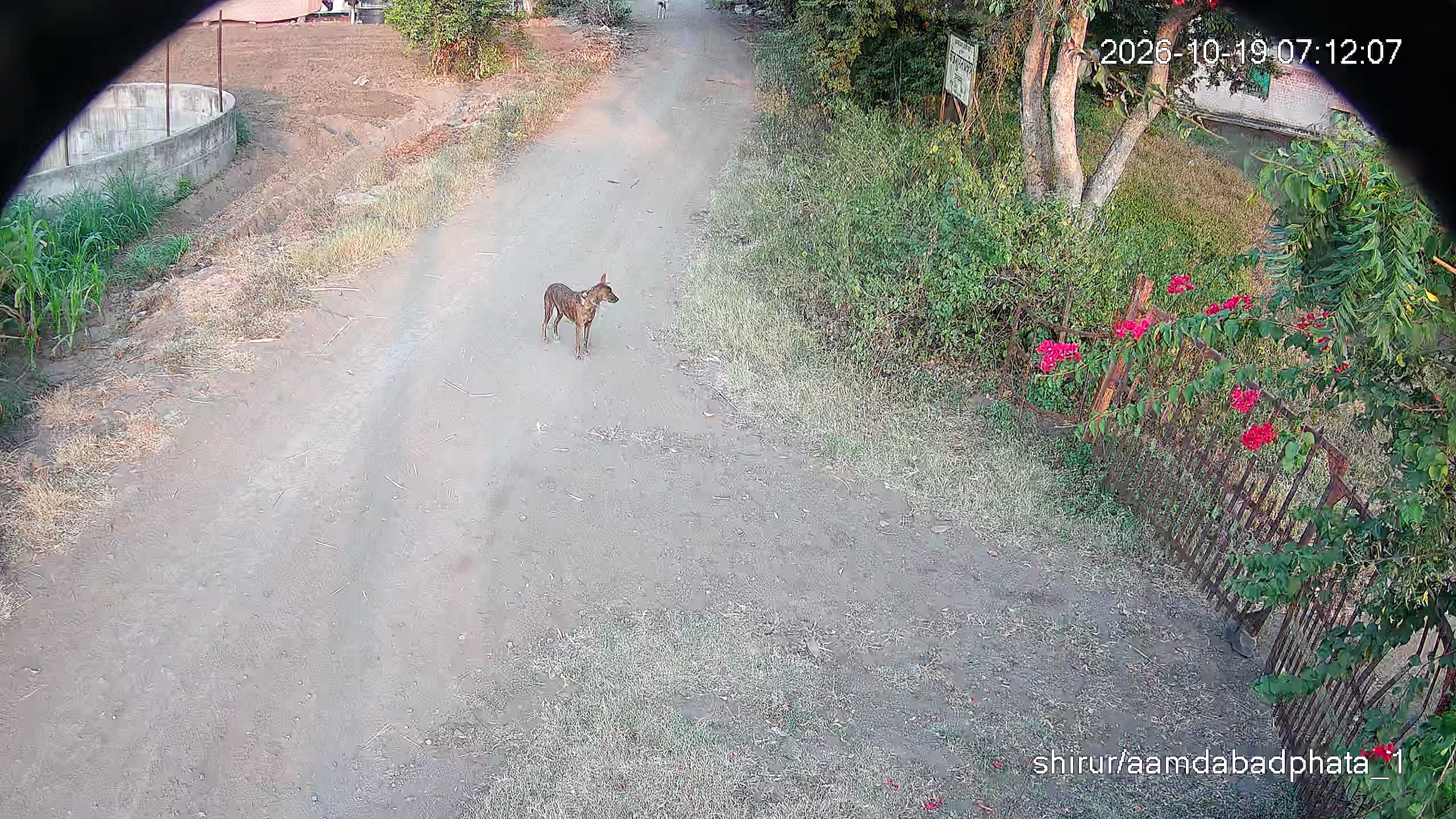 Leopard Image