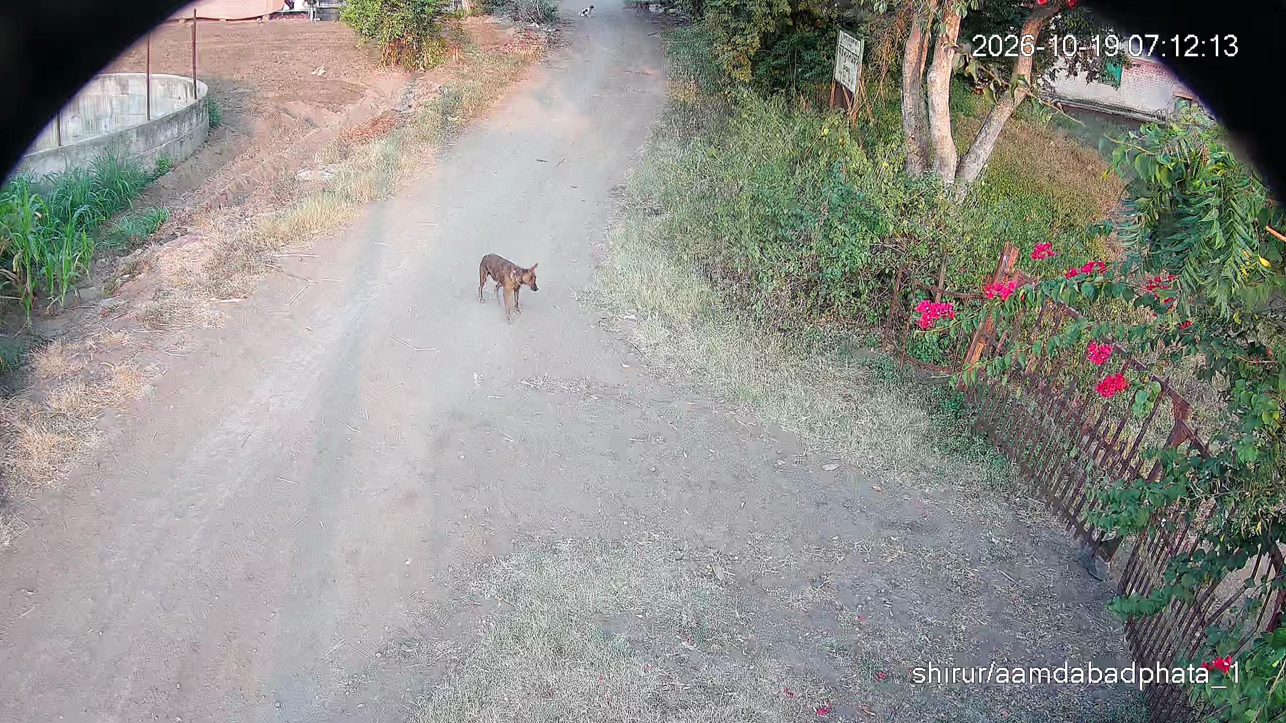 Leopard Image