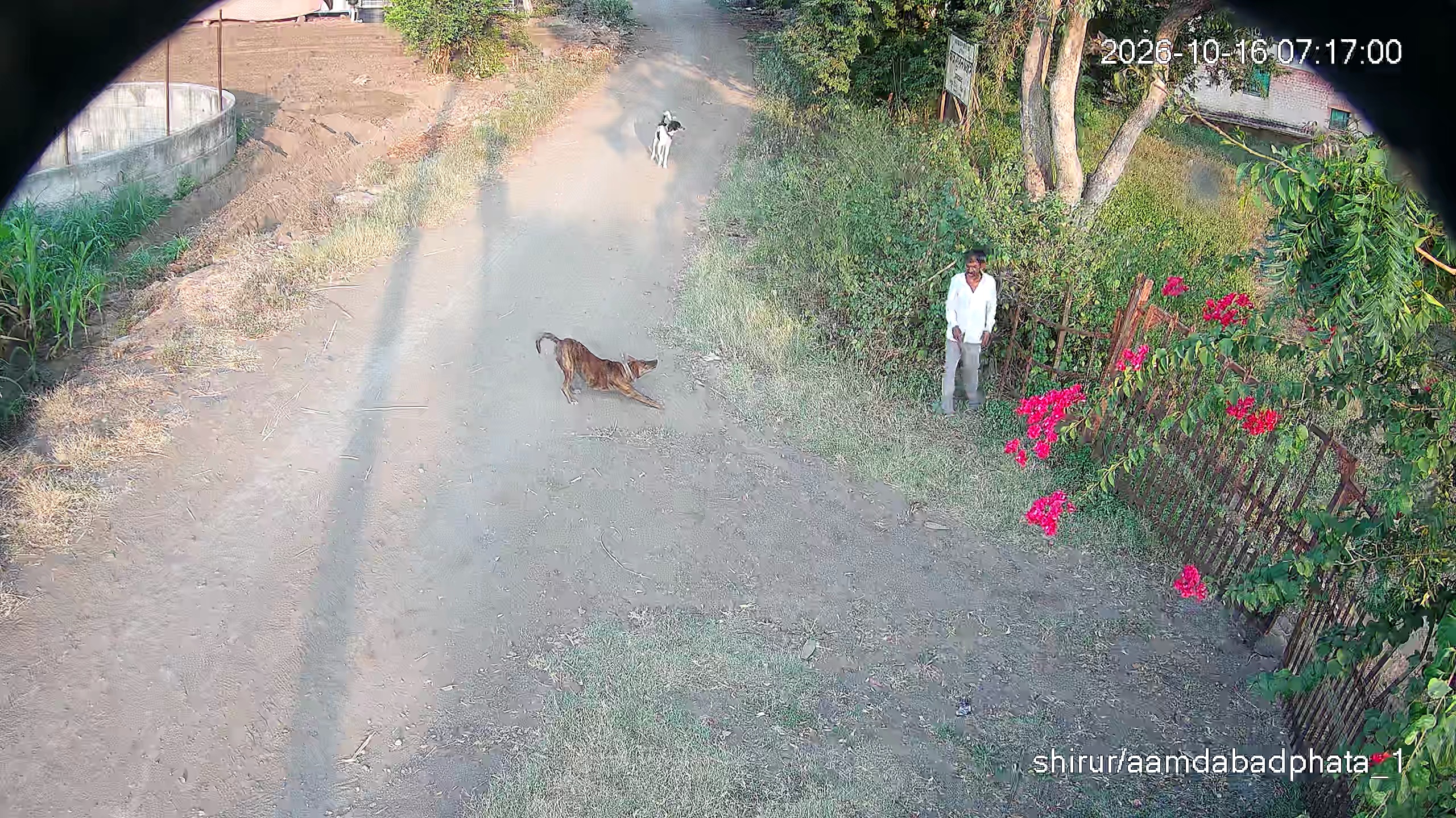 Leopard Image