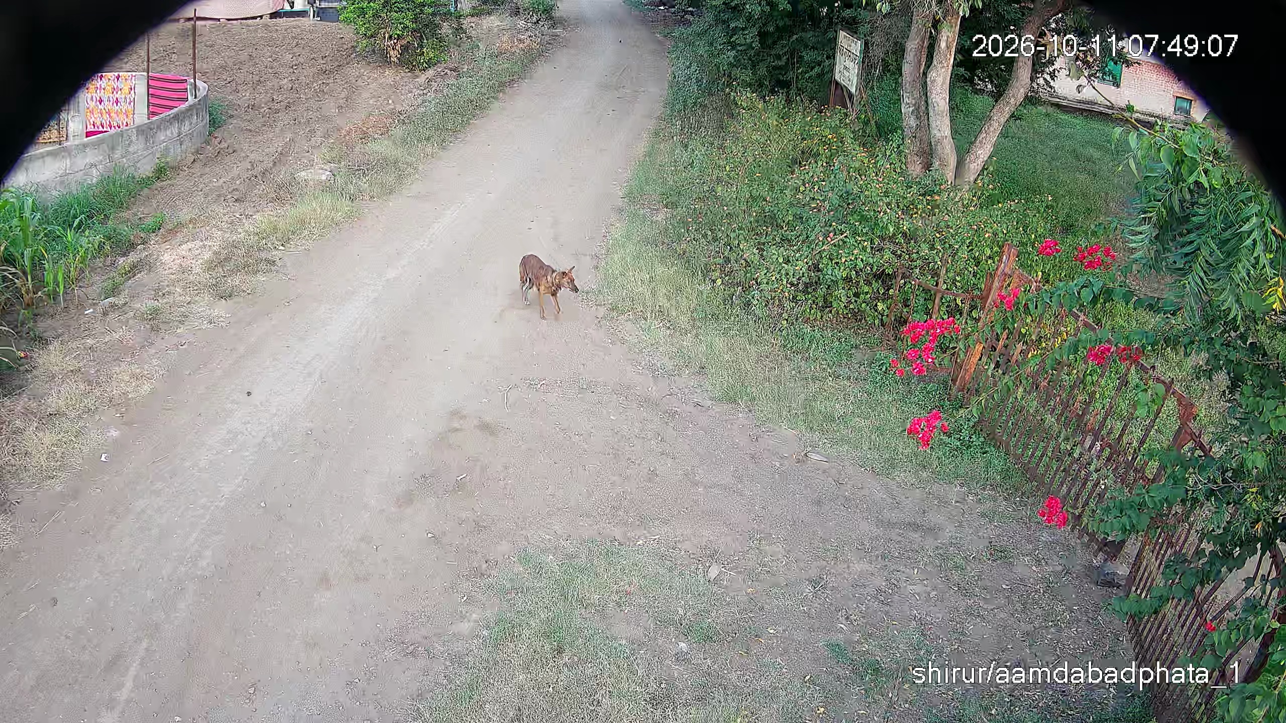 Leopard Image