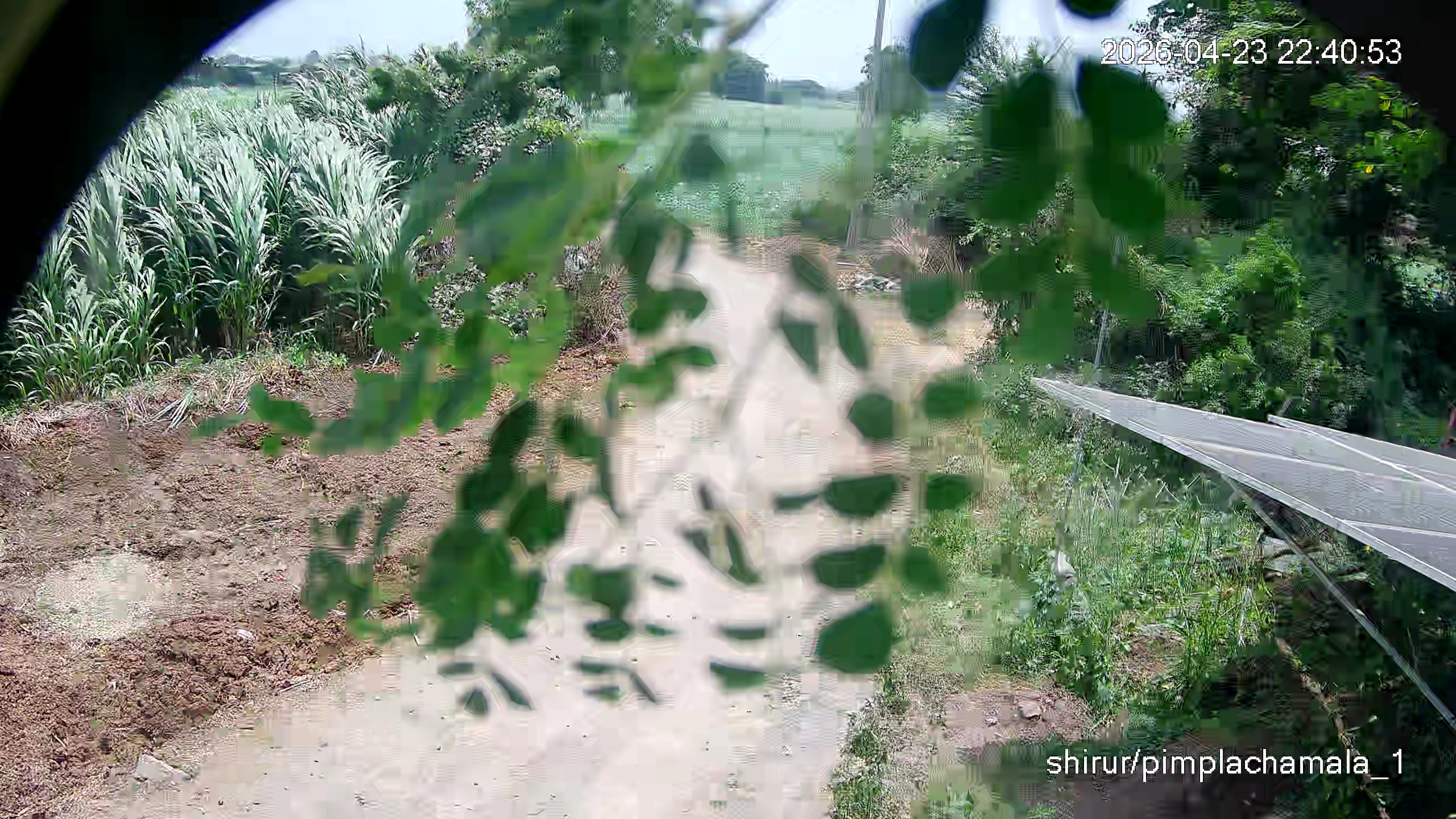 Leopard Image