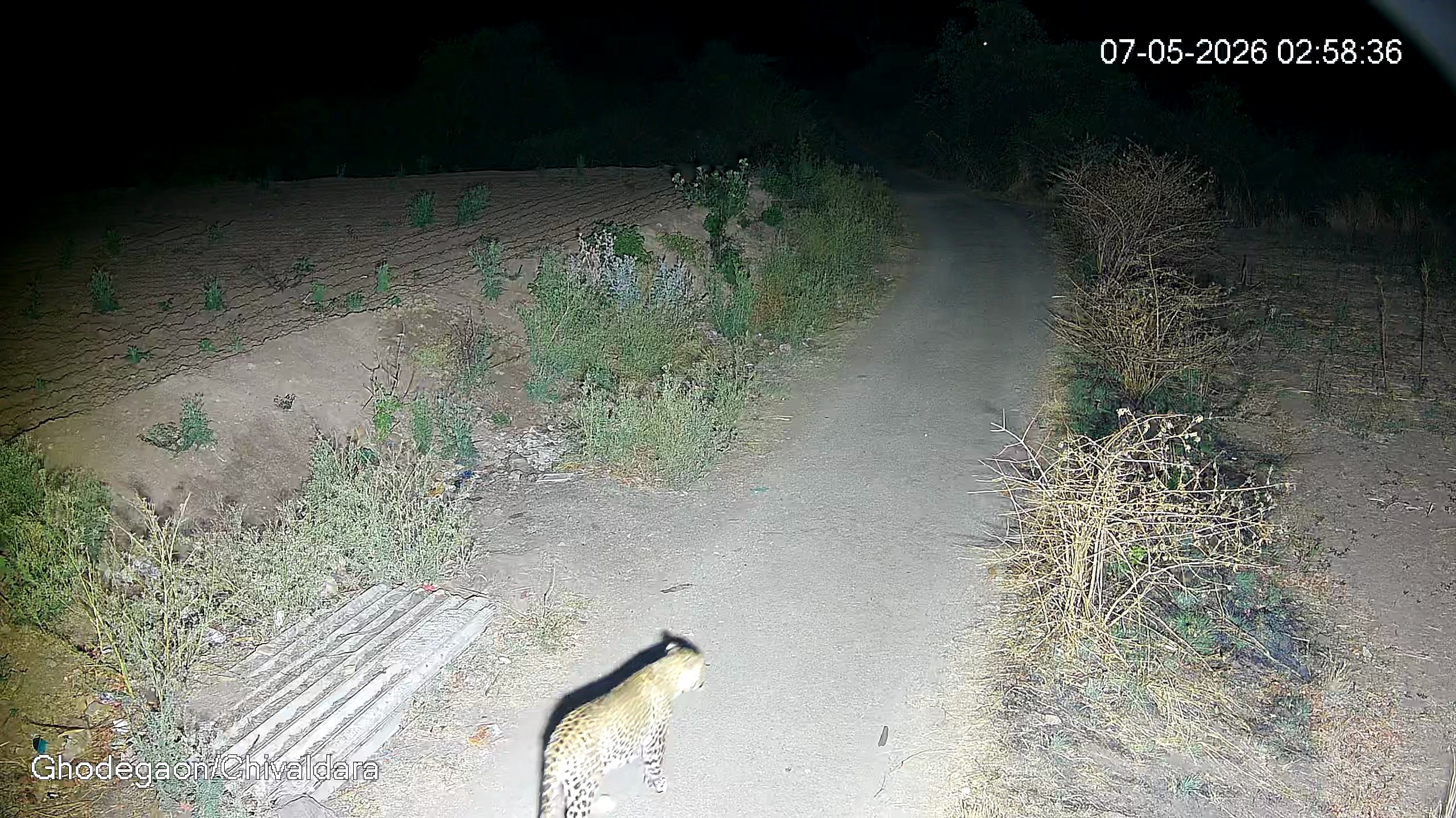 Leopard Image