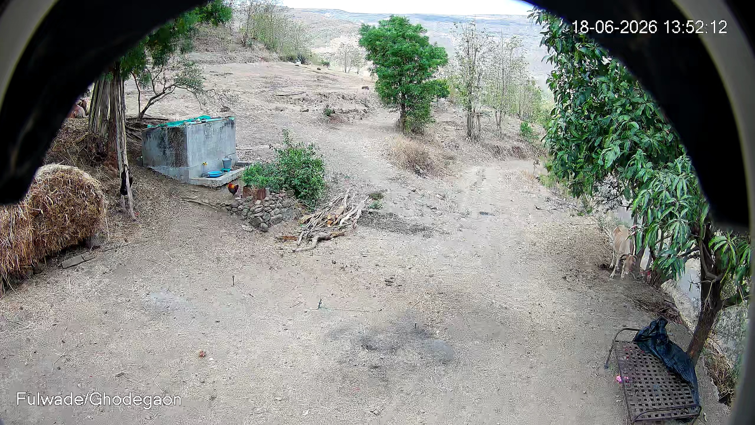 Leopard Image