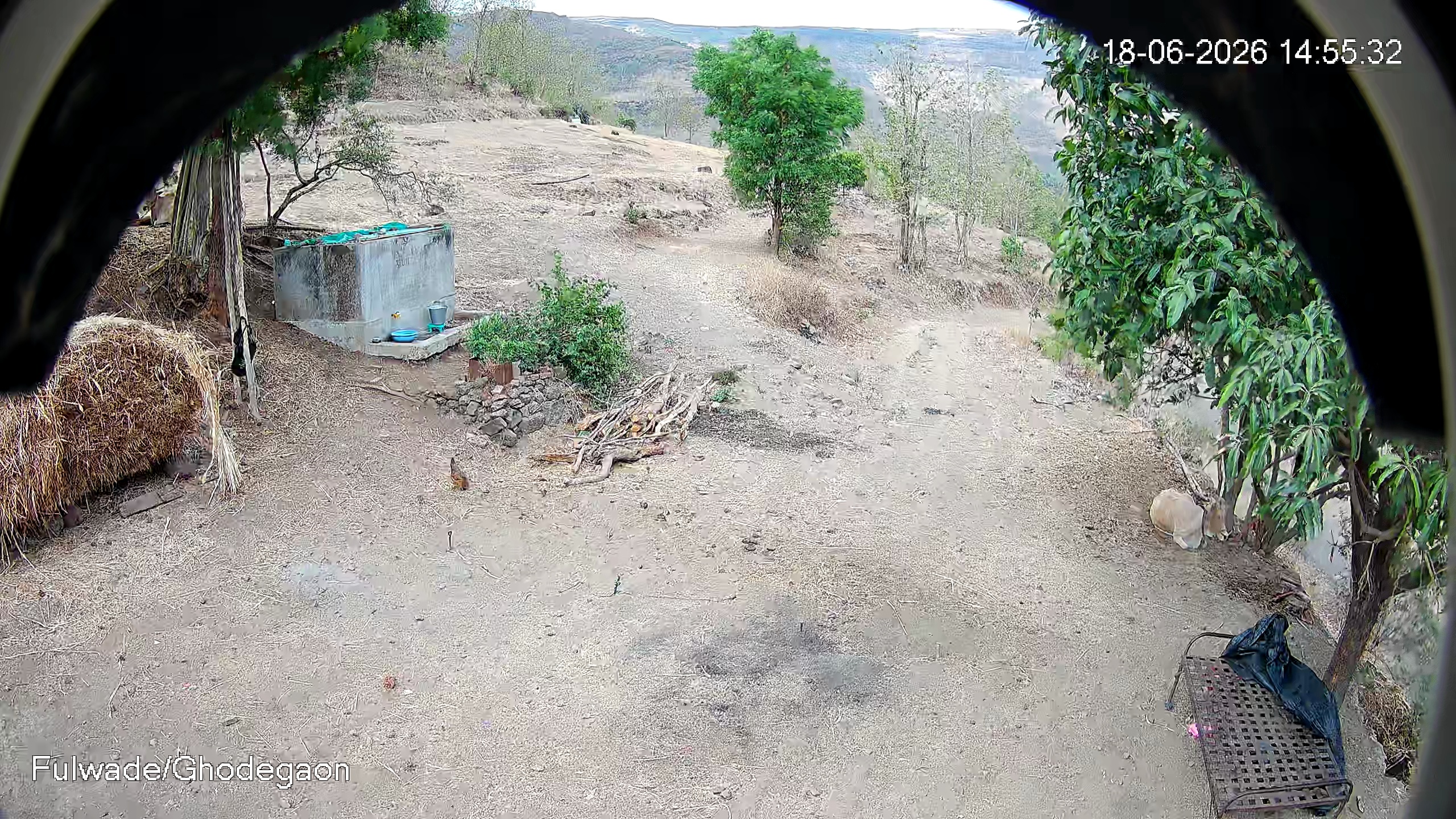 Leopard Image