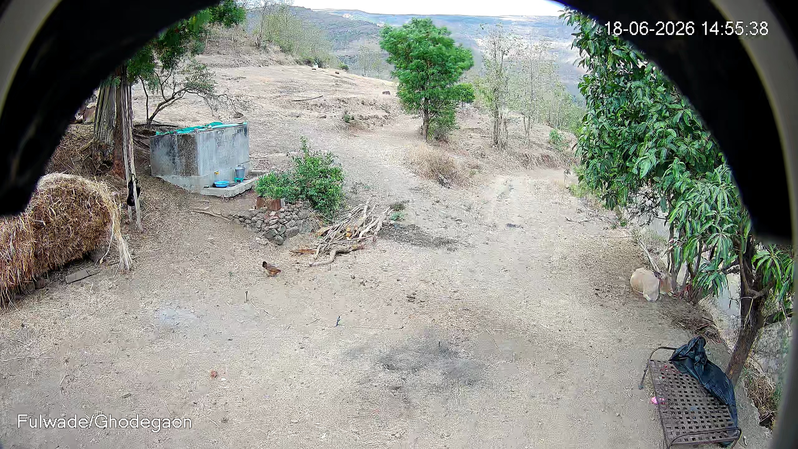 Leopard Image