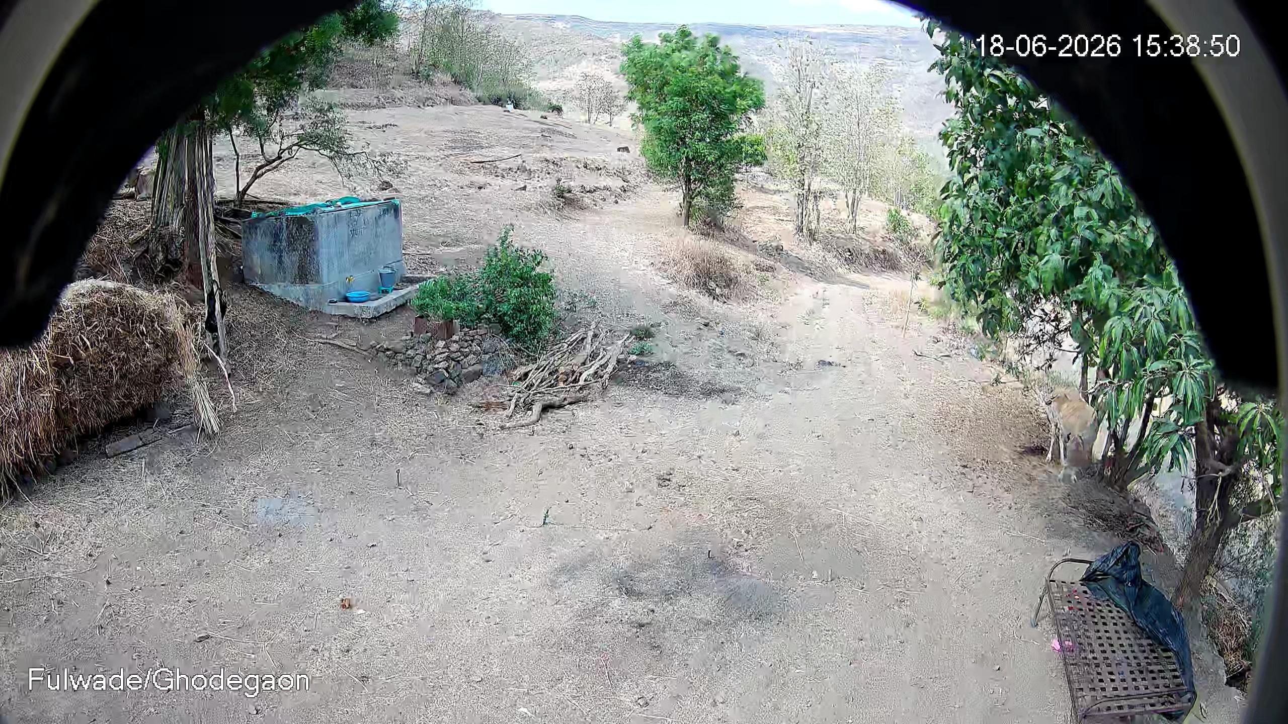 Leopard Image