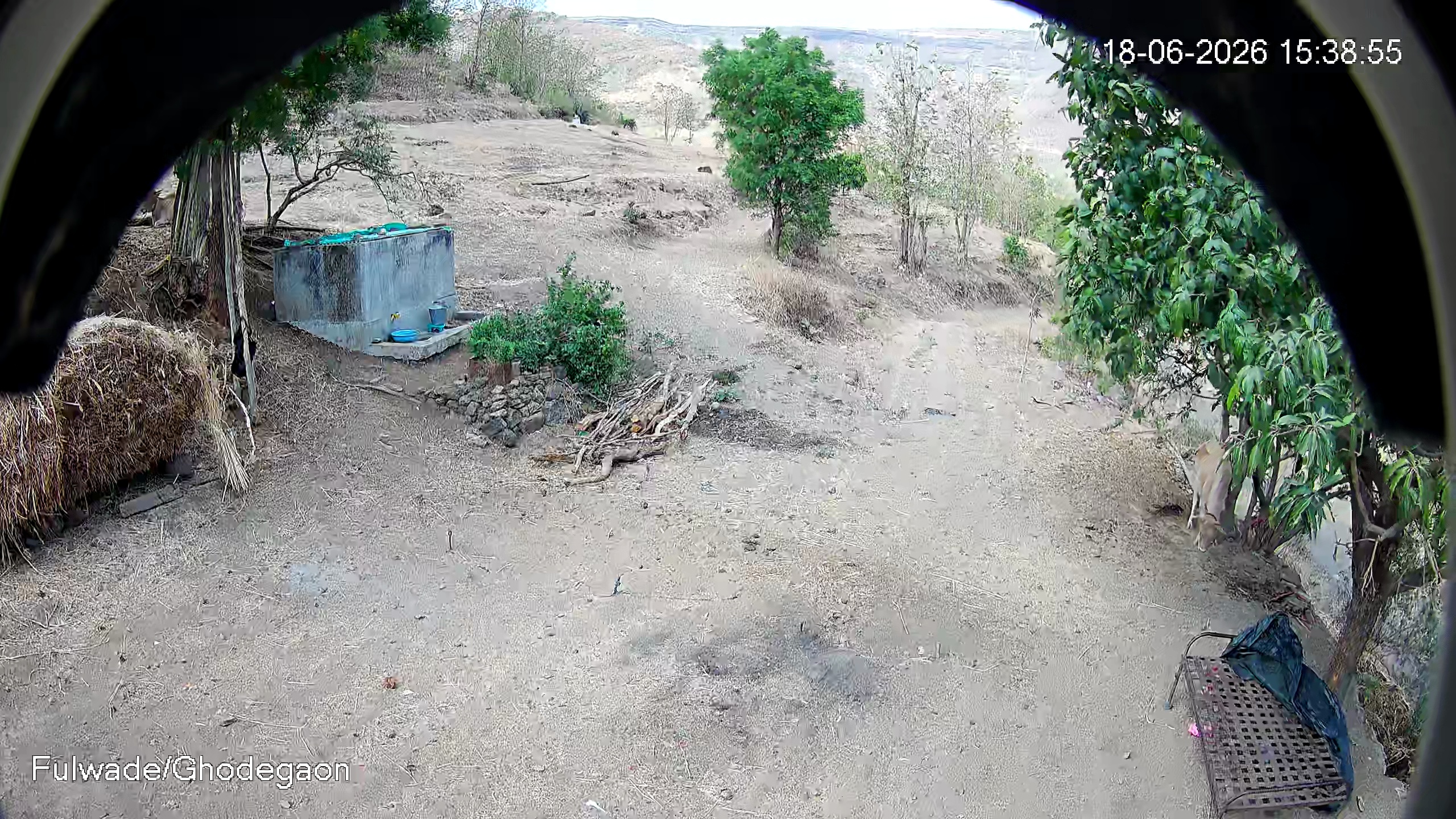 Leopard Image