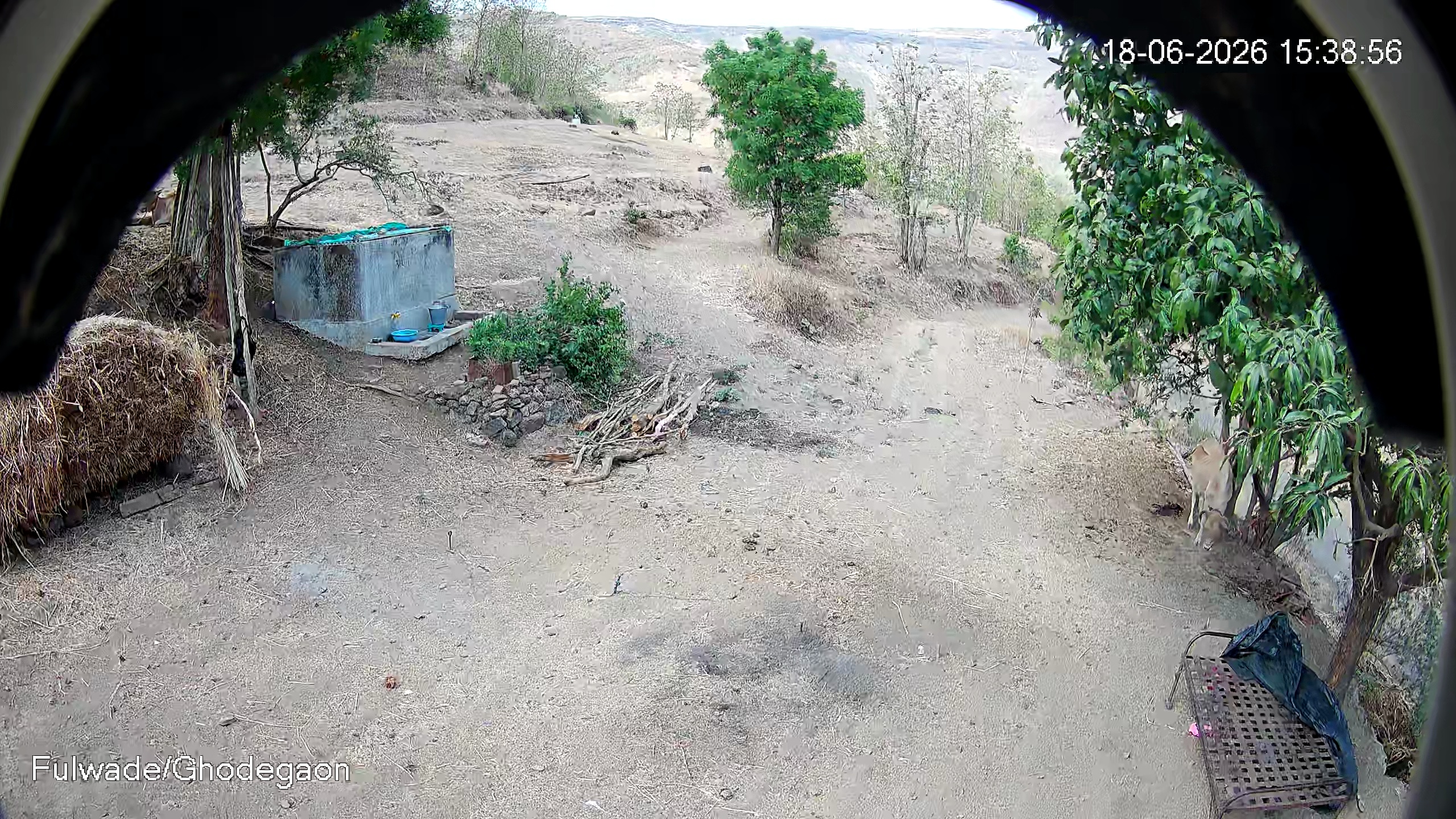Leopard Image