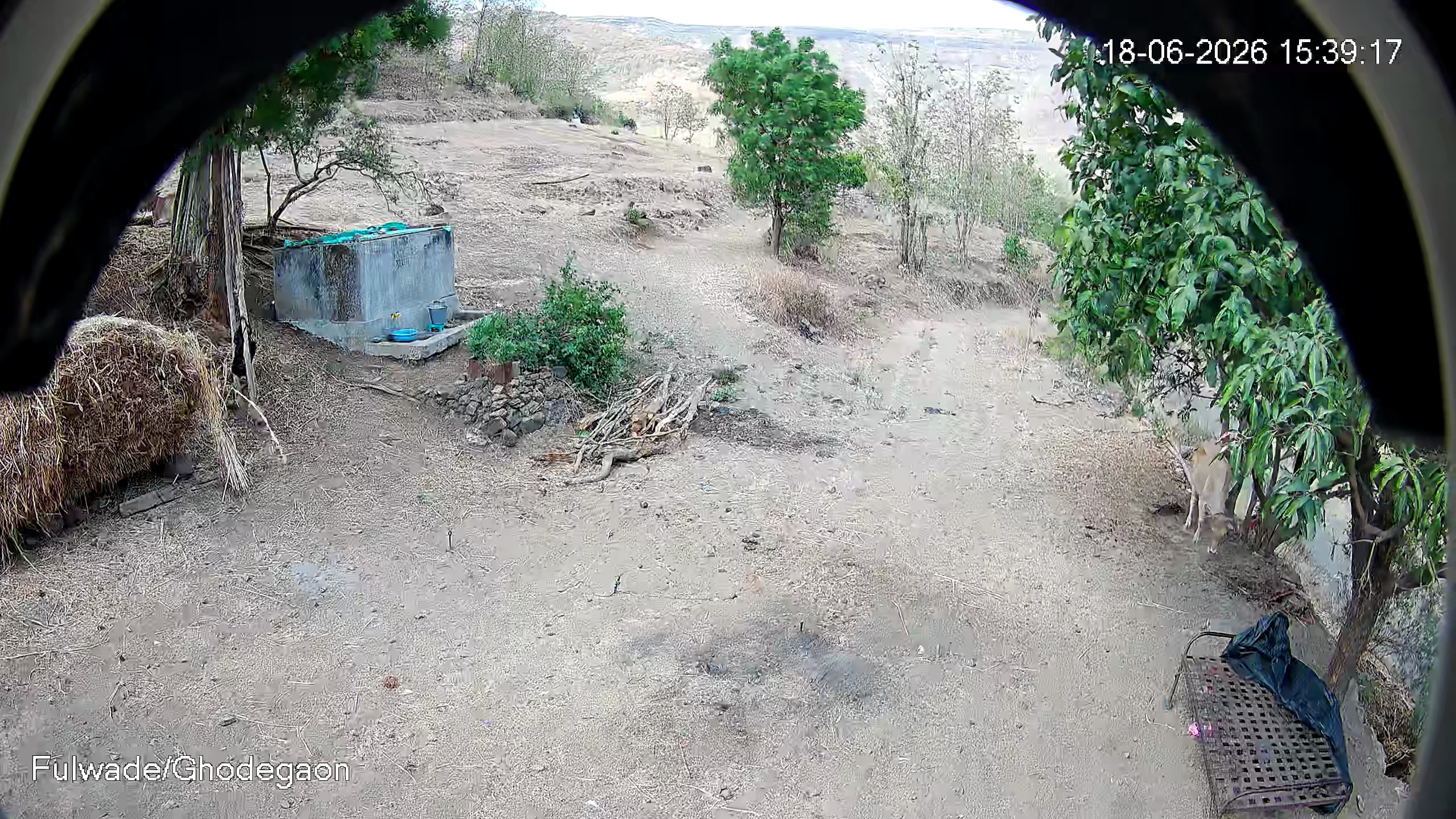 Leopard Image