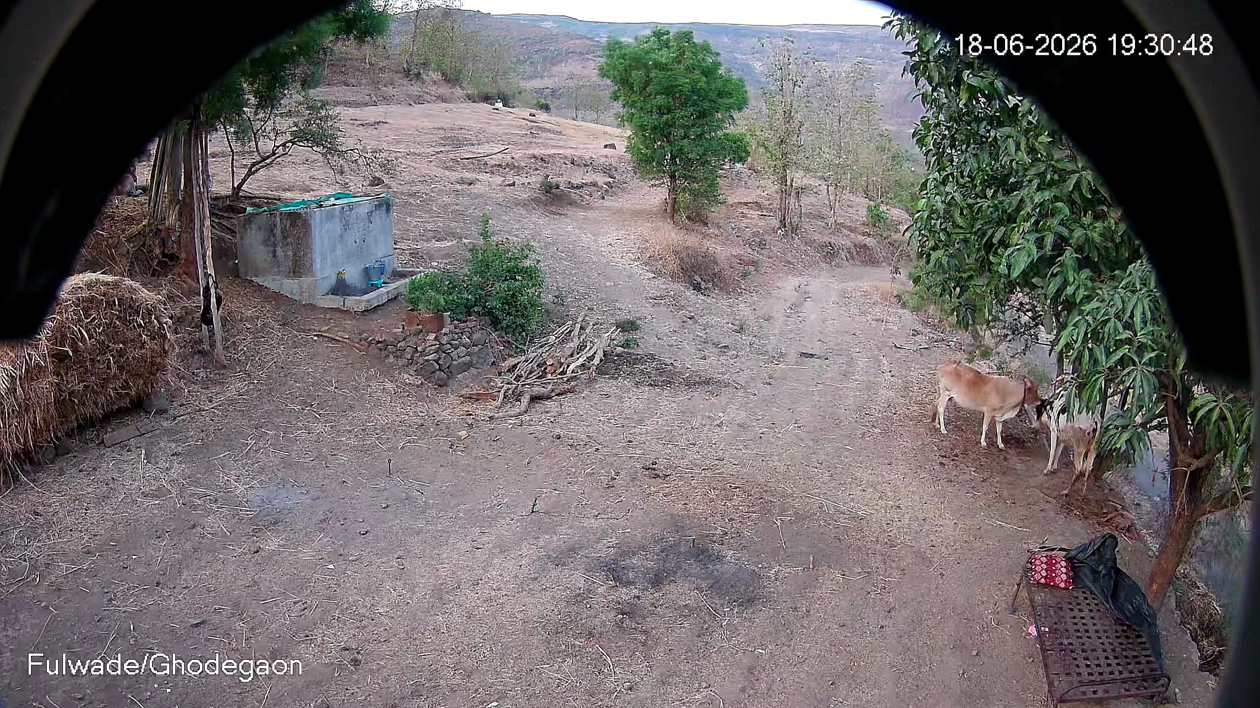 Leopard Image