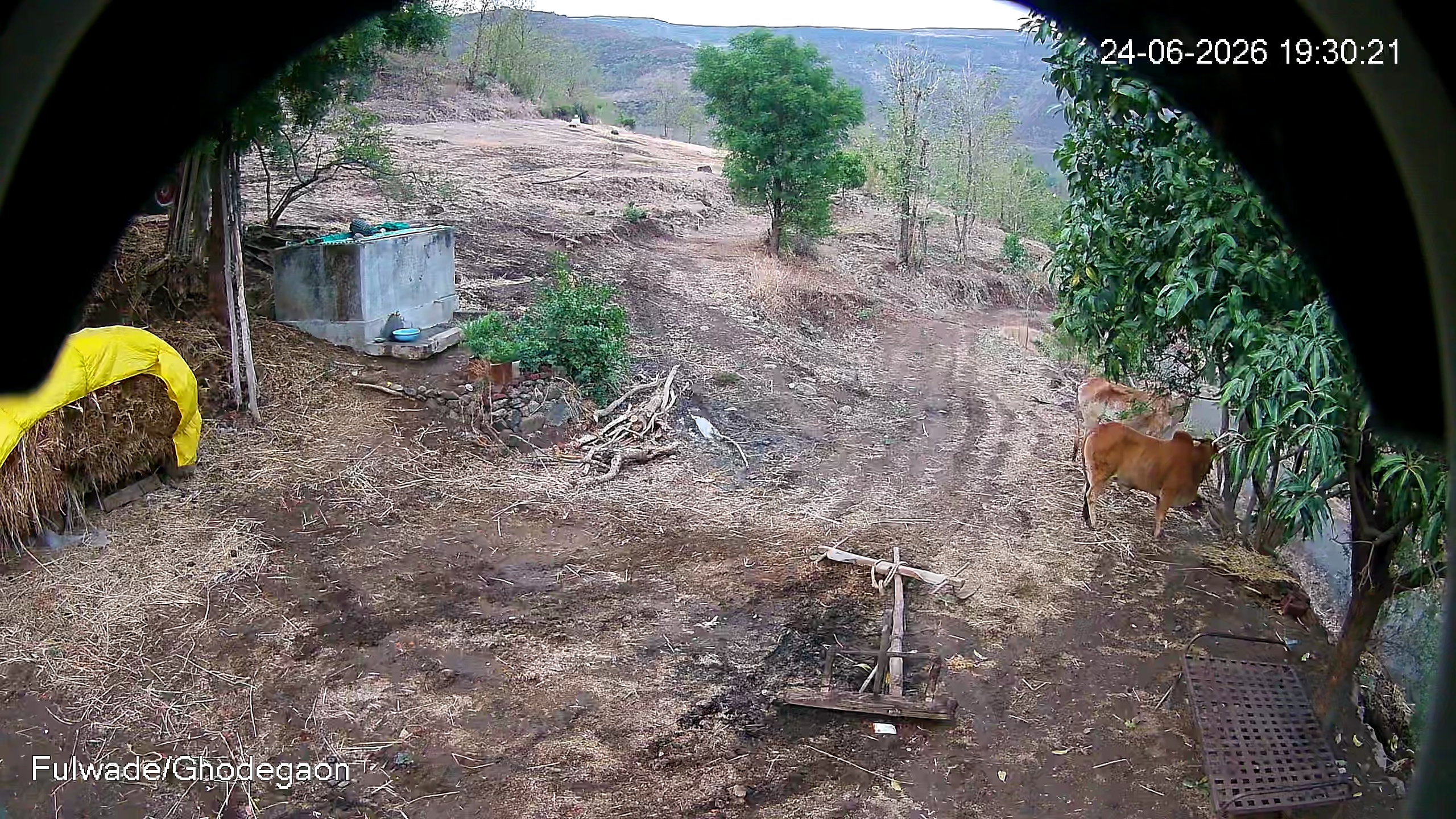 Leopard Image