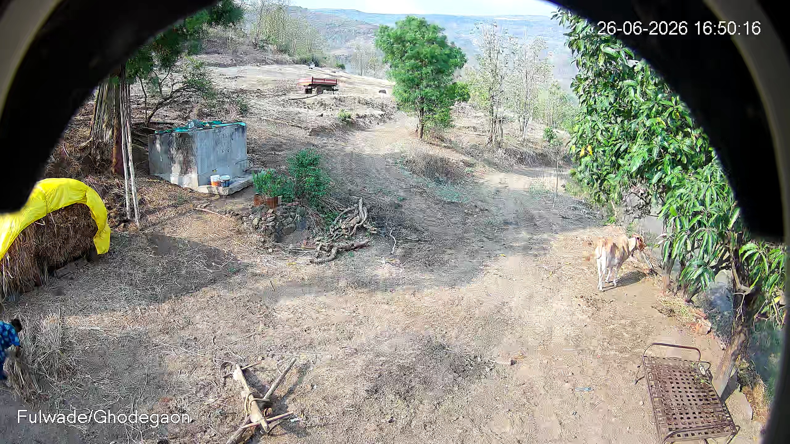 Leopard Image