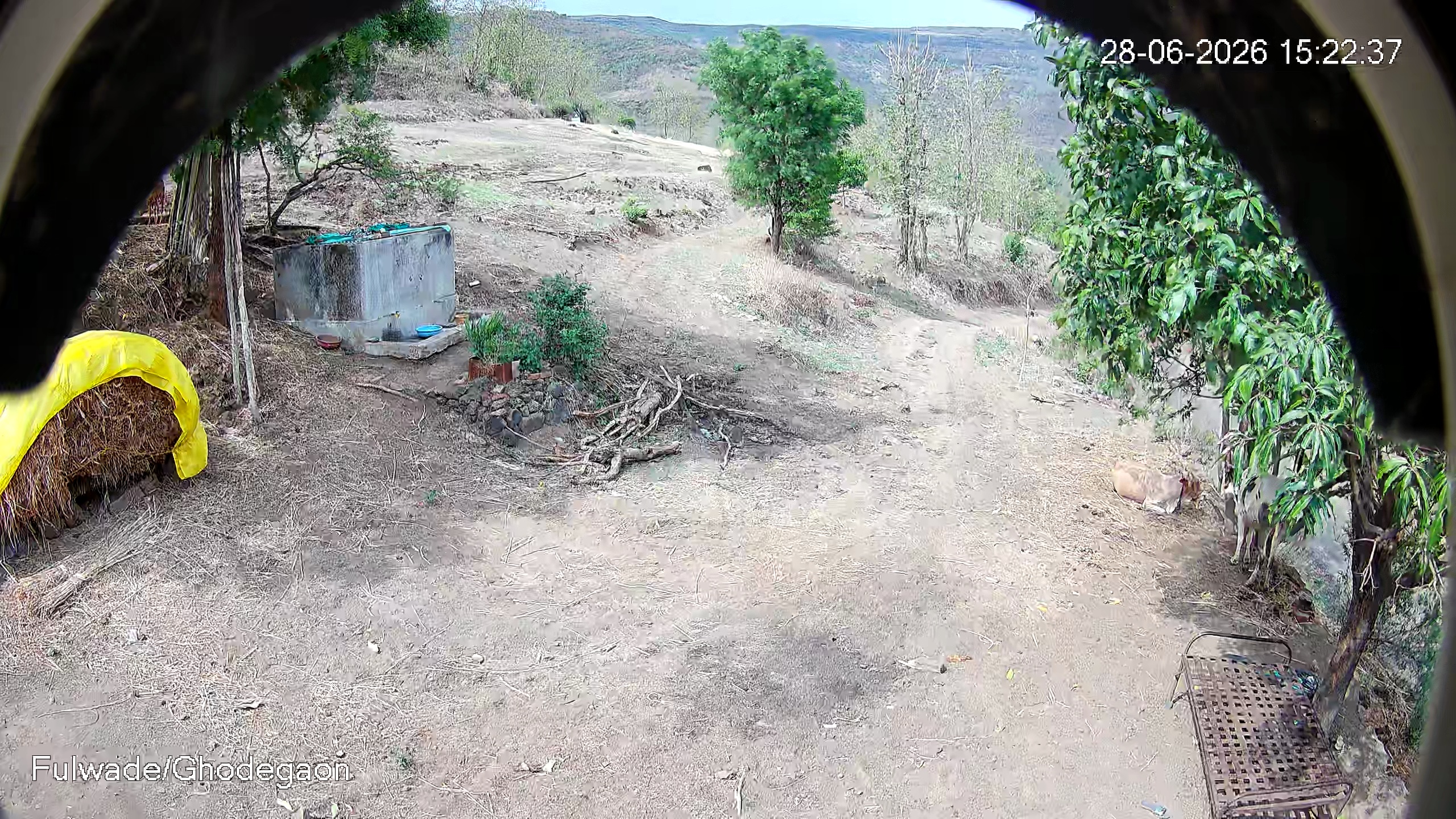 Leopard Image