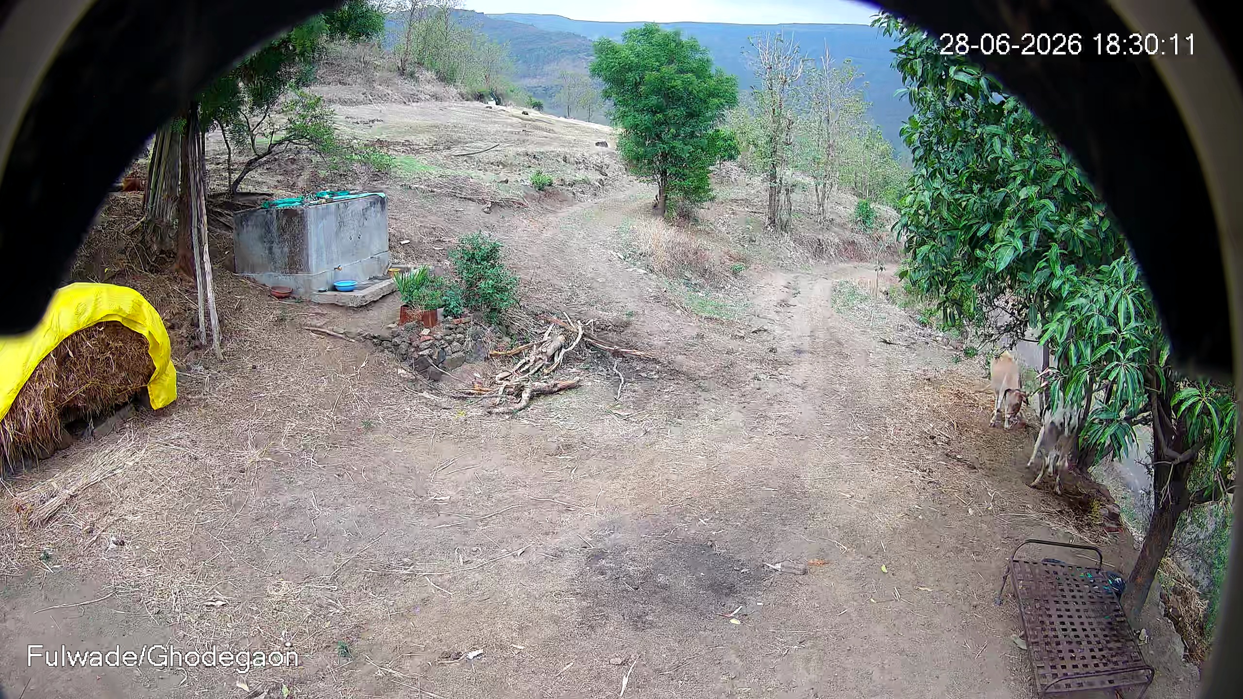 Leopard Image