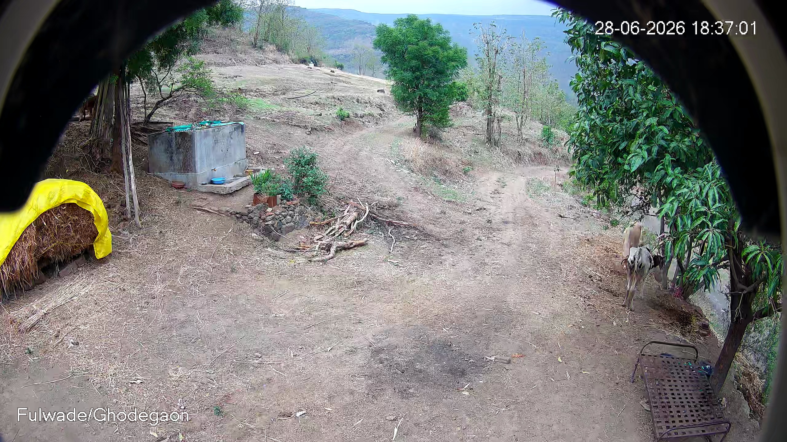 Leopard Image