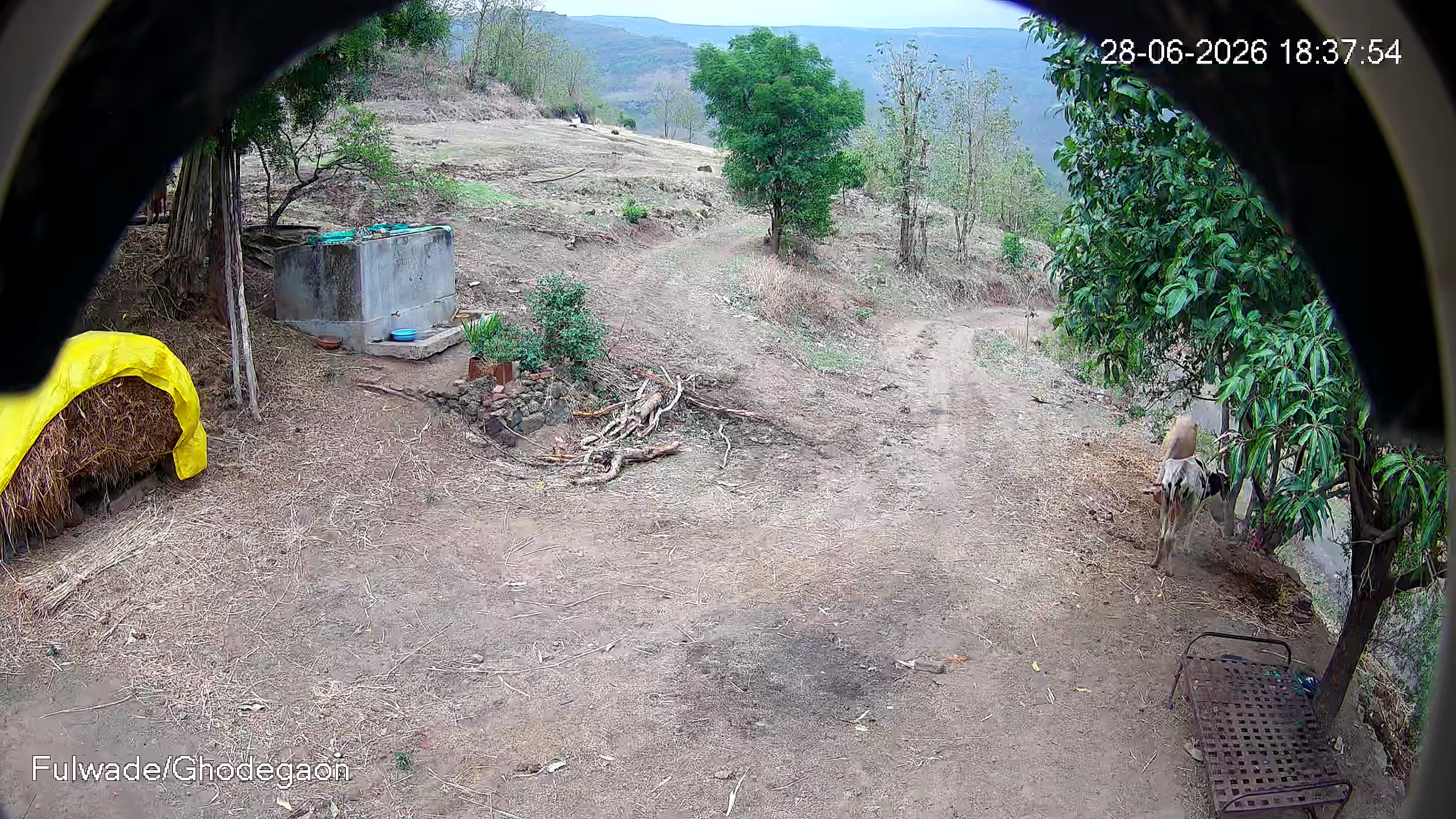 Leopard Image