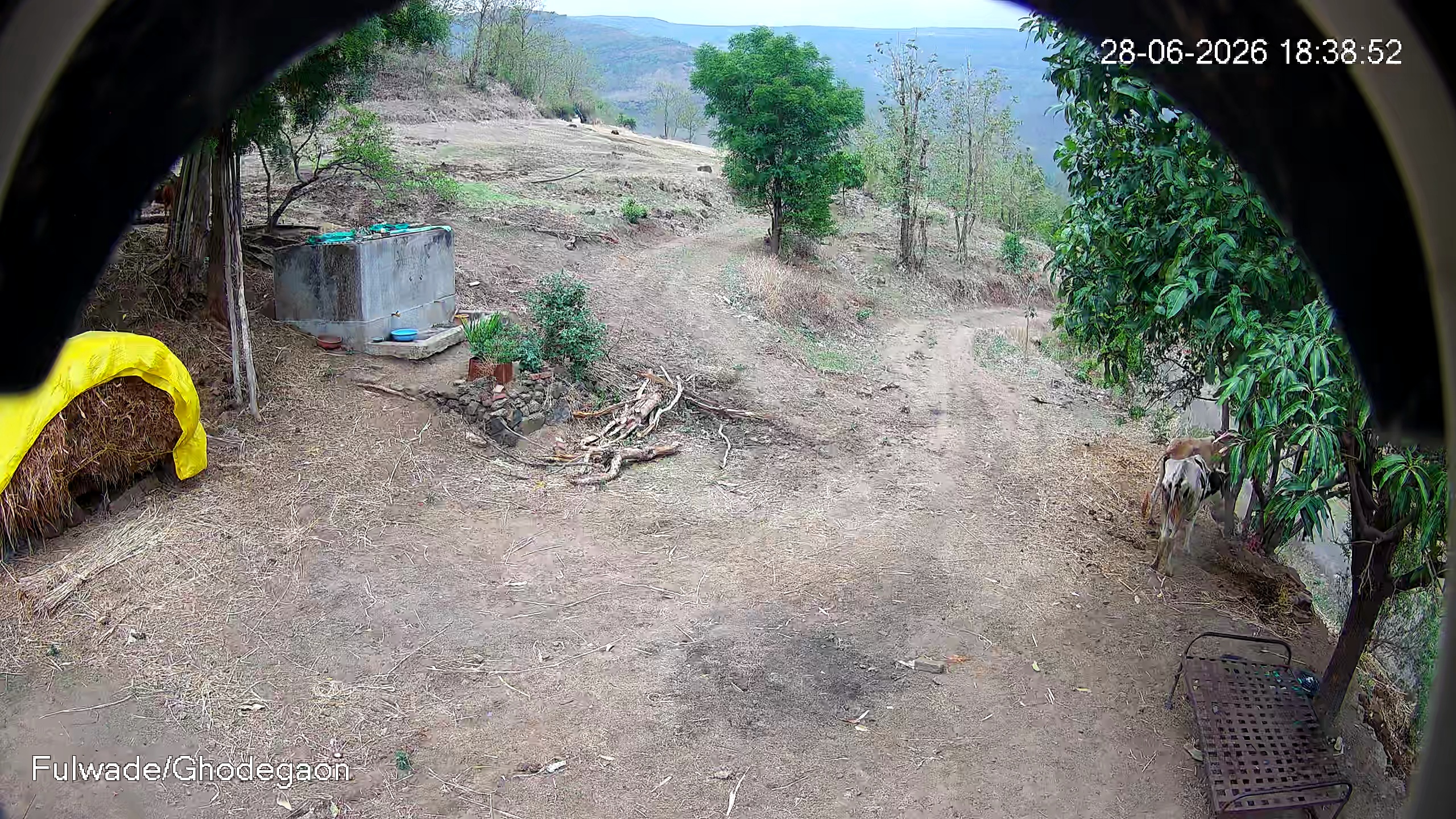 Leopard Image