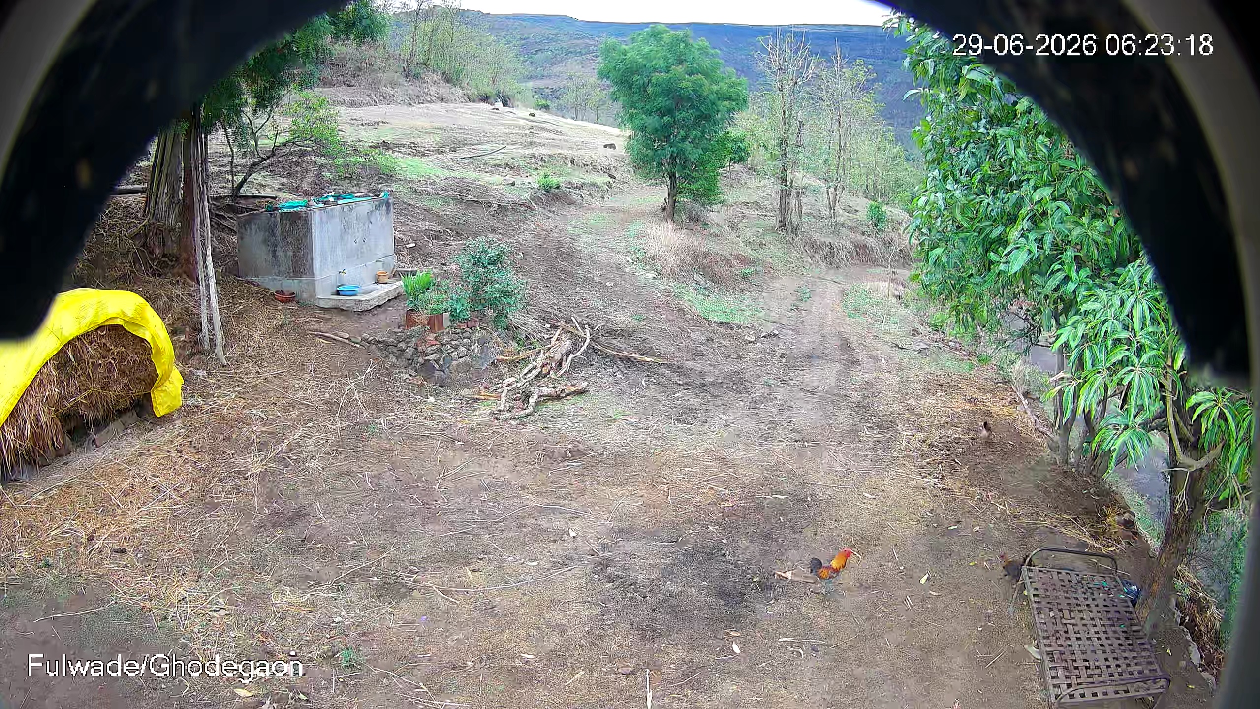Leopard Image