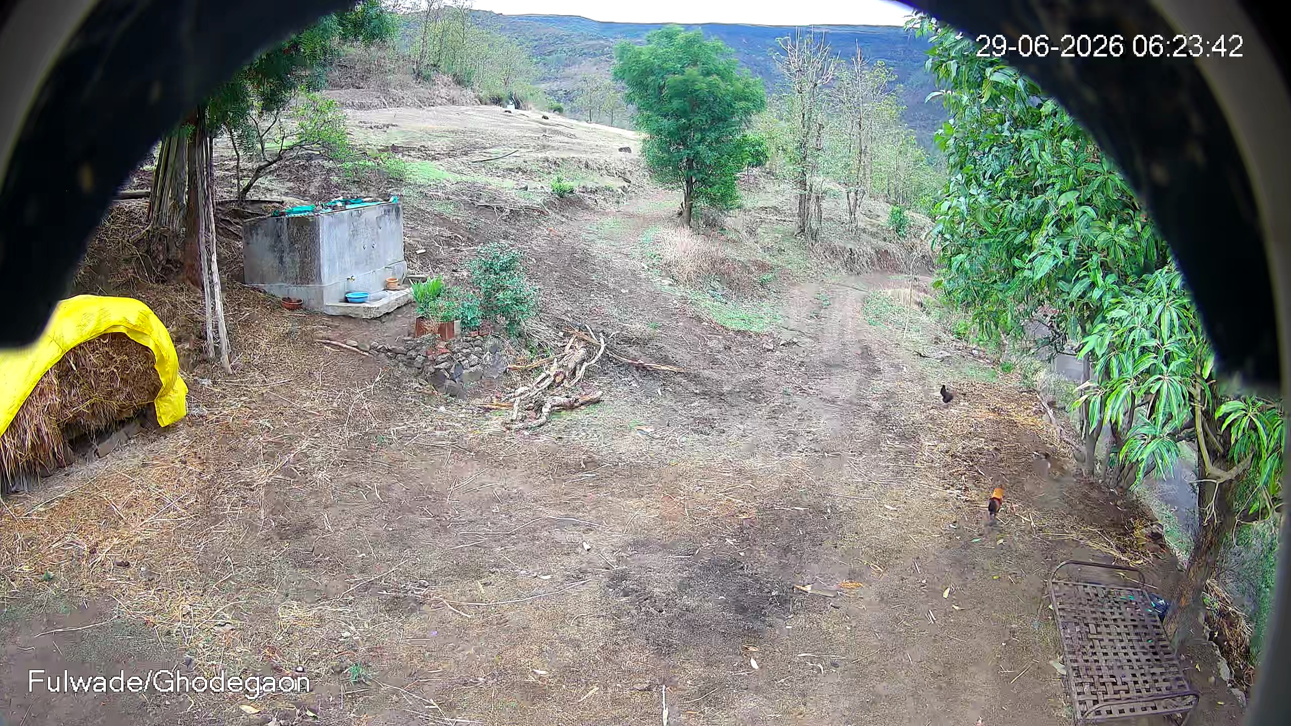 Leopard Image