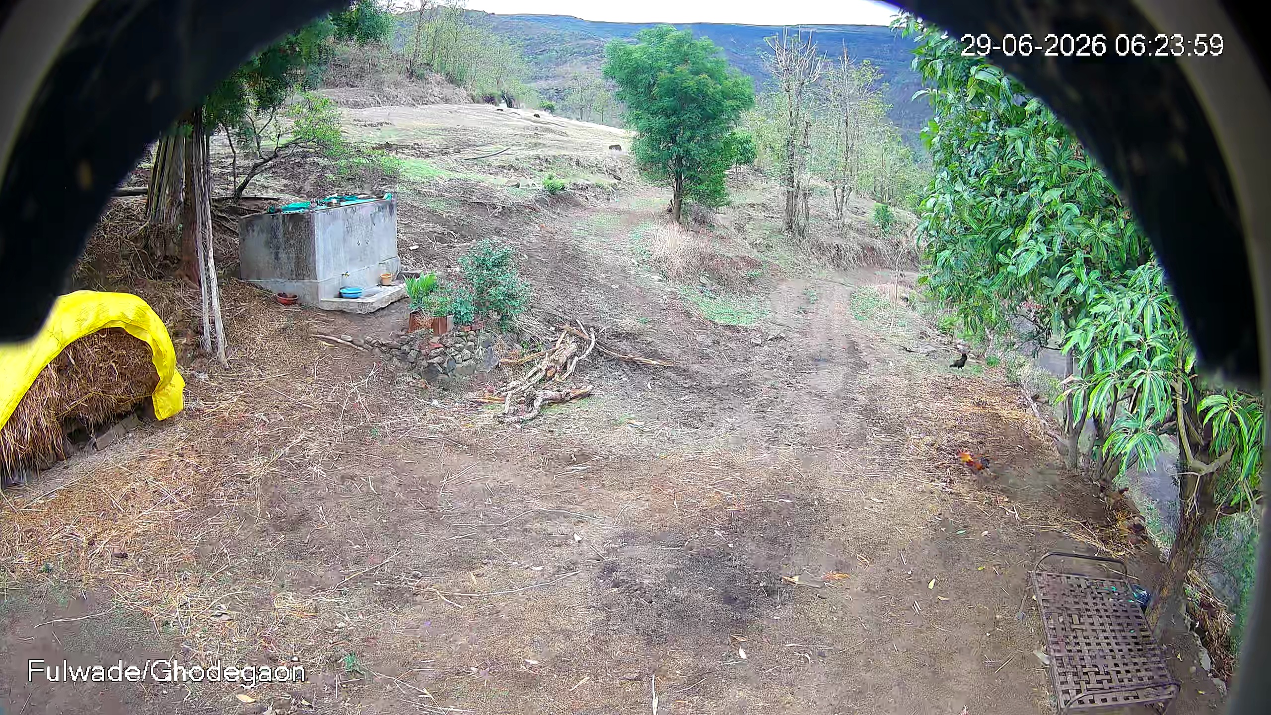 Leopard Image